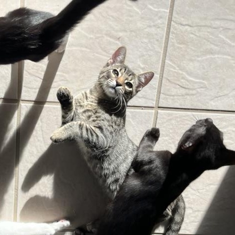 Samosa, a Adoptable mixed breed in Coppell, TX image 3/5