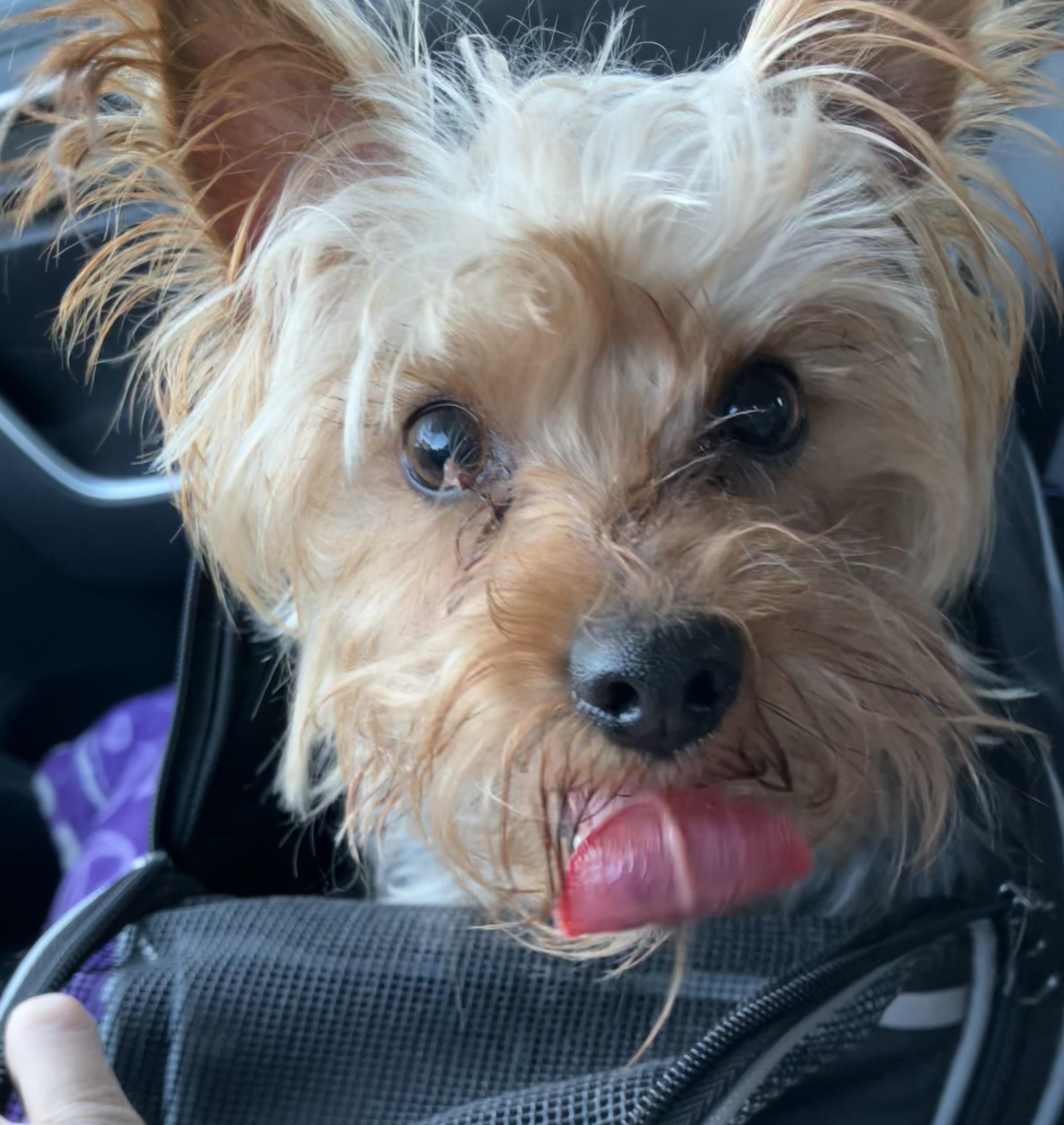 Enlarge Scrabble , a ADOPTABLE Yorkshire Terrier in Henderson, NV image 2/2