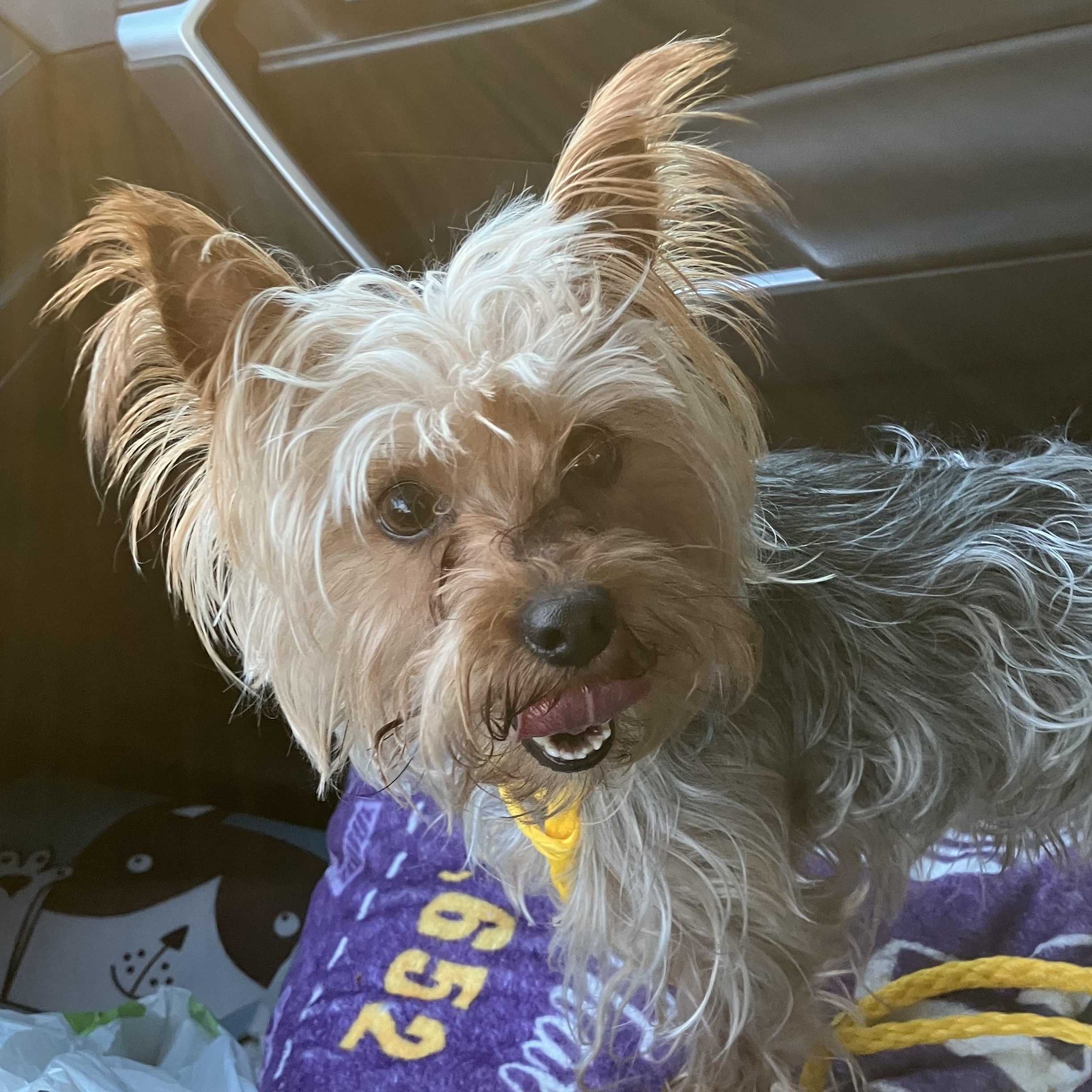 Enlarge Scrabble , a ADOPTABLE Yorkshire Terrier in Henderson, NV image 1/2