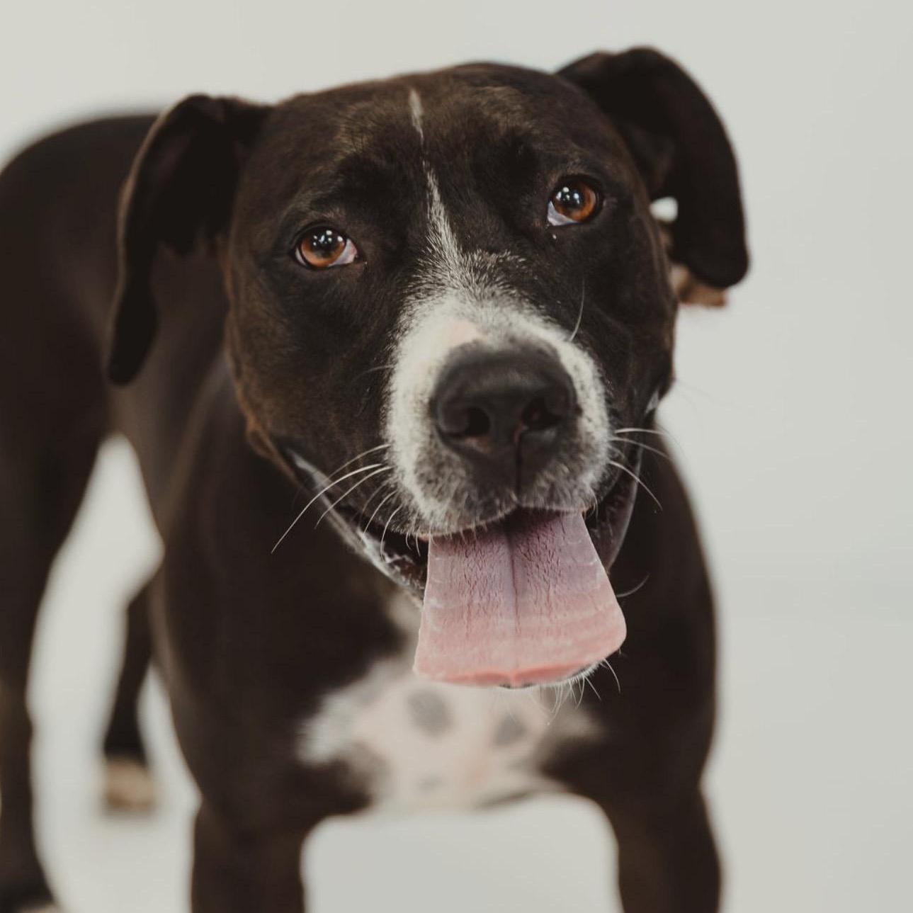 Enlarge Comfy, a Adoptable mixed breed in Krum, TX image 2/6