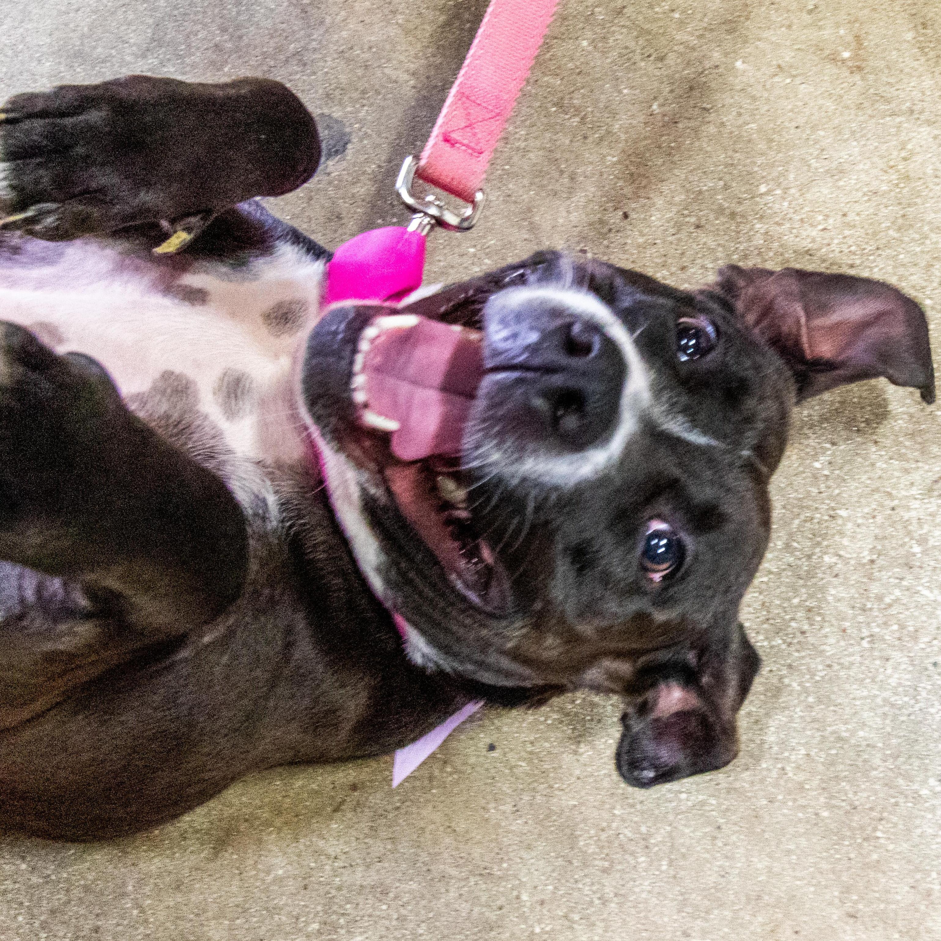 Enlarge Comfy, a Adoptable mixed breed in Krum, TX image 3/6