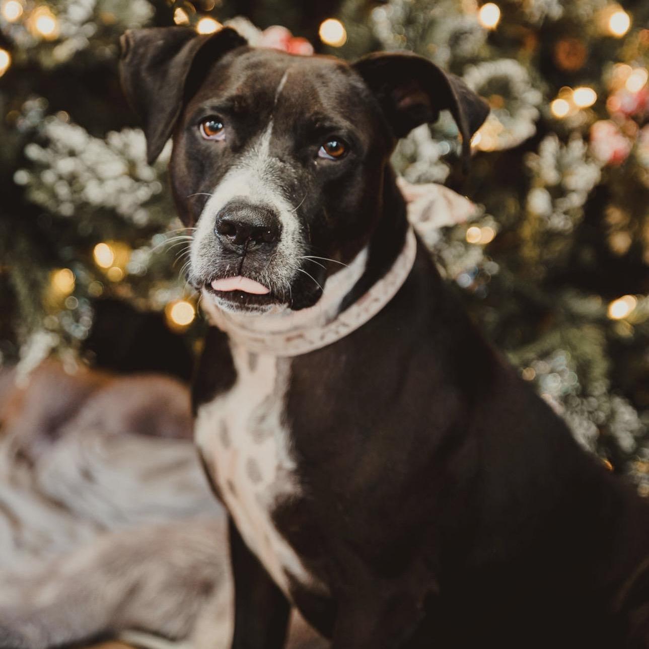 Enlarge Comfy, a Adoptable mixed breed in Krum, TX image 4/6