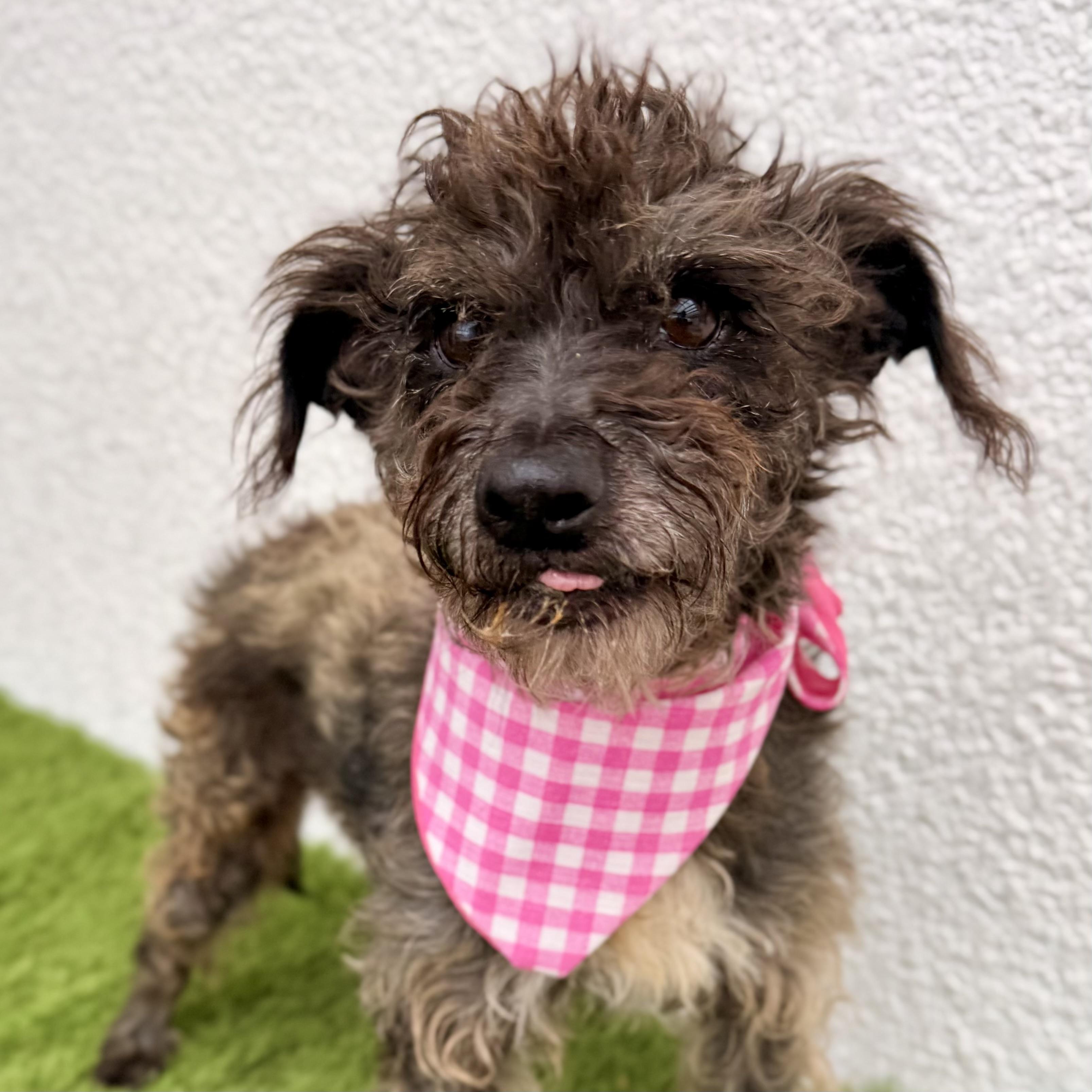 Enlarge ROOTIE, a Adoptable mixed breed in La Jolla, CA image 4/6
