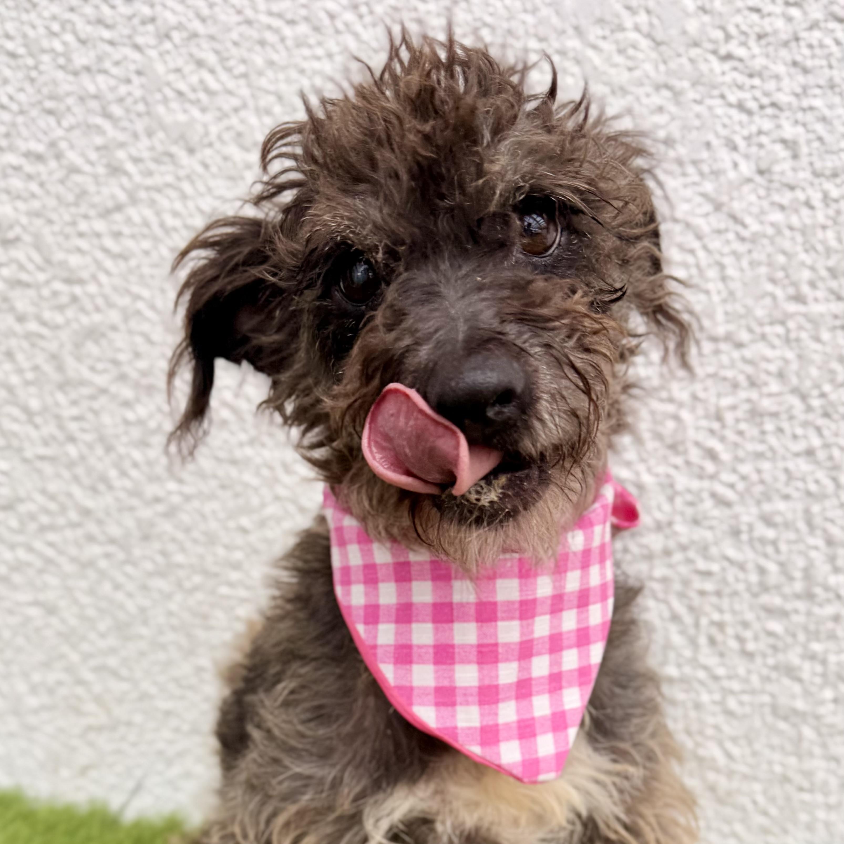 Enlarge ROOTIE, a Adoptable mixed breed in La Jolla, CA image 5/6