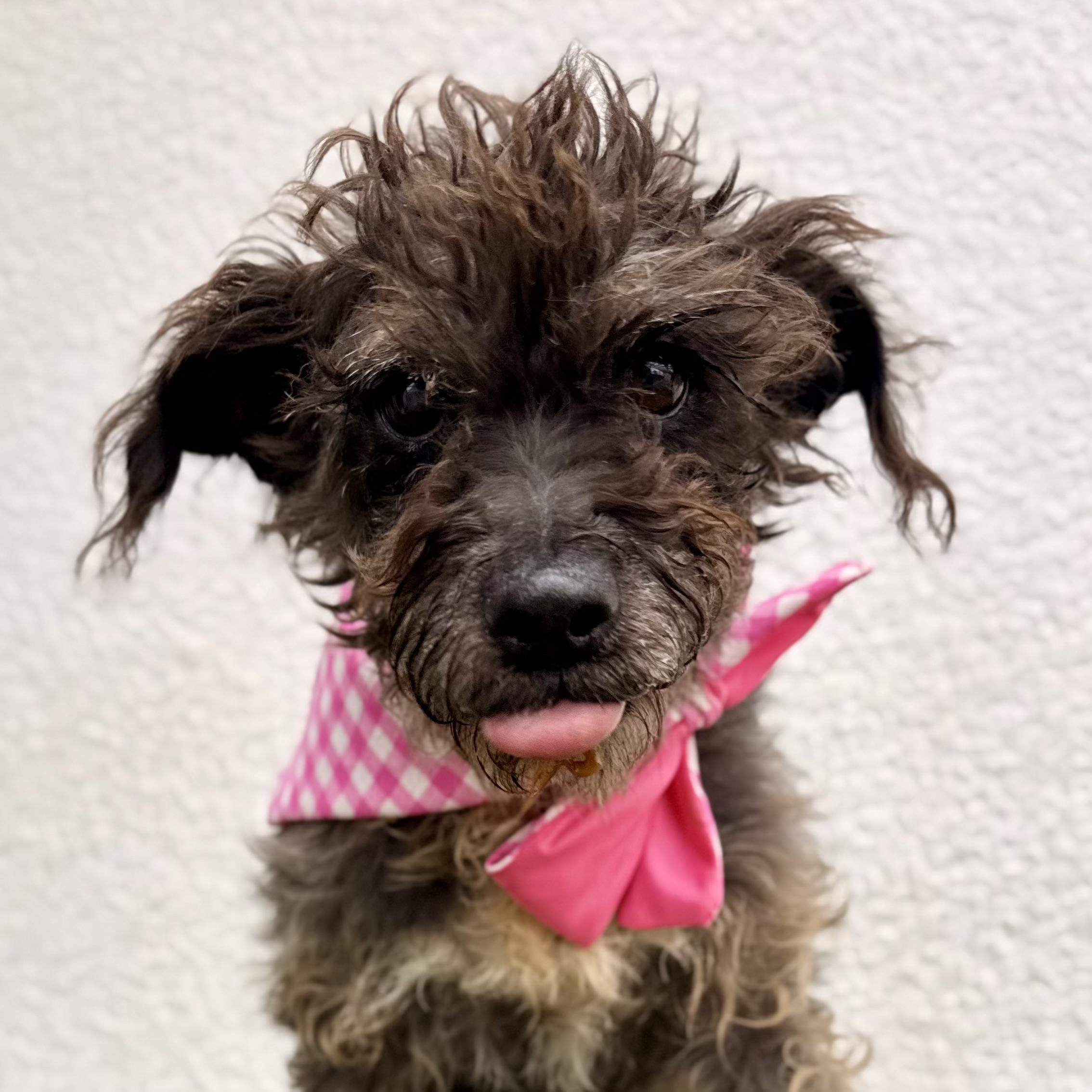 ROOTIE, Adoptable, Young Female Miniature Schnauzer & Miniature Poodle.
