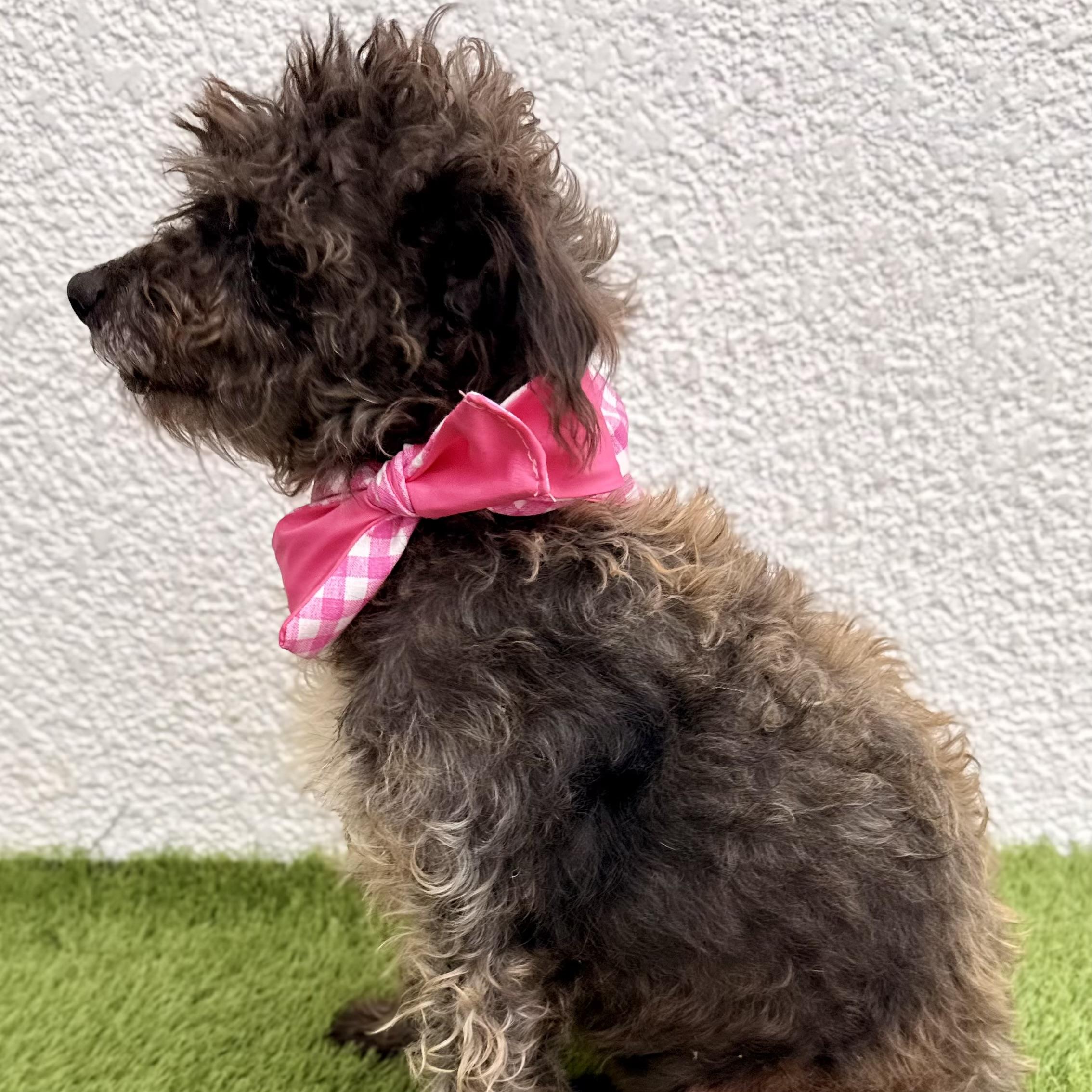 Enlarge ROOTIE, a Adoptable mixed breed in La Jolla, CA image 3/6