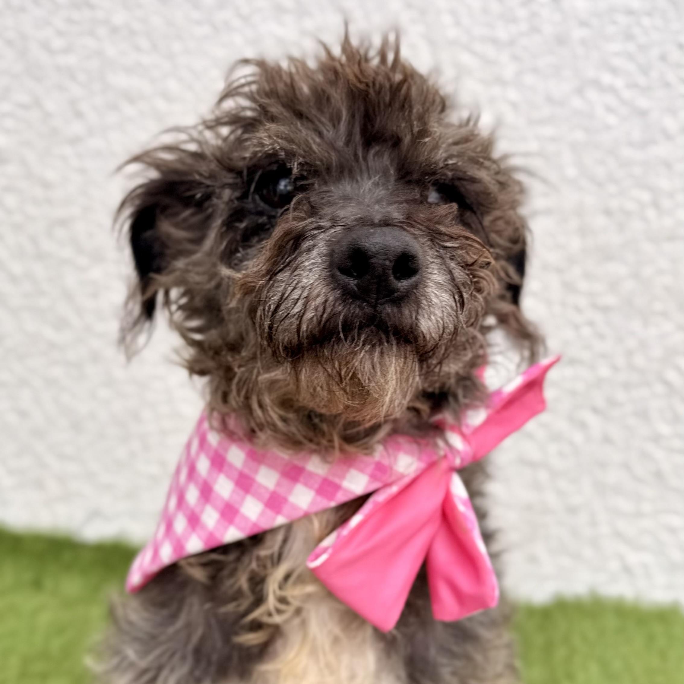 Enlarge ROOTIE, a Adoptable mixed breed in La Jolla, CA image 2/6