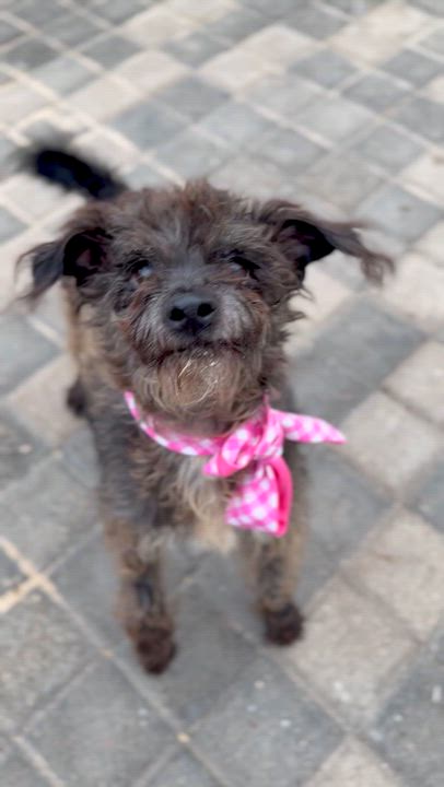 Enlarge ROOTIE, a Adoptable mixed breed in La Jolla, CA video 6/6