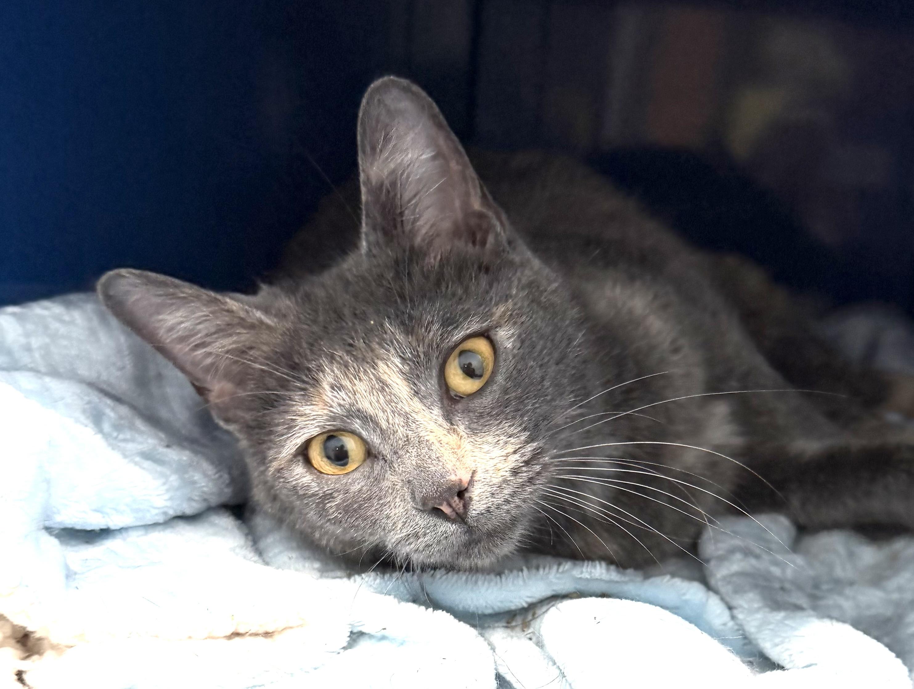 Enlarge Gemini, an adopted Domestic Short Hair in Sault Sainte Marie, MI image 3/3