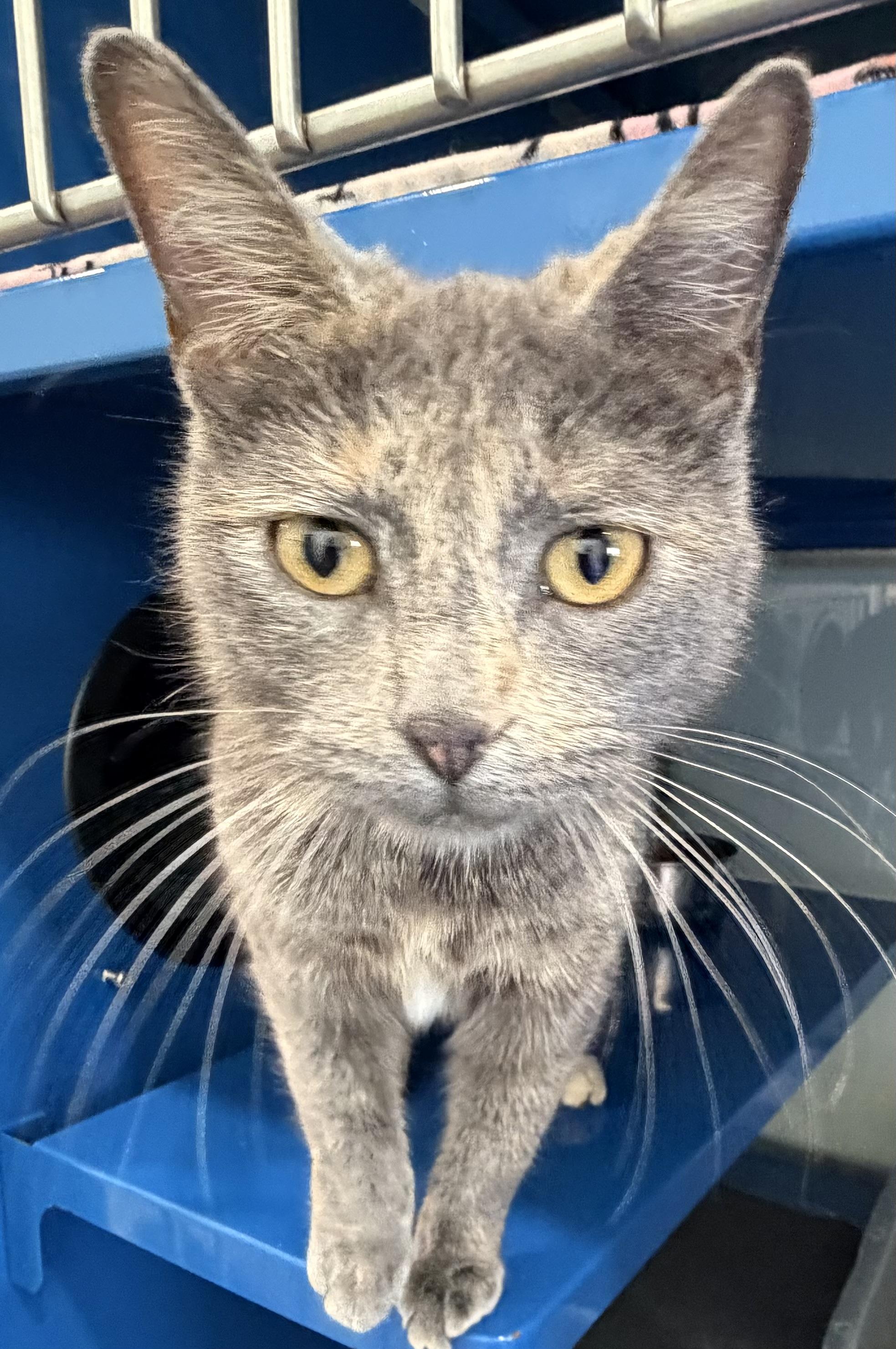 Enlarge Gemini, an adopted Domestic Short Hair in Sault Sainte Marie, MI image 2/3