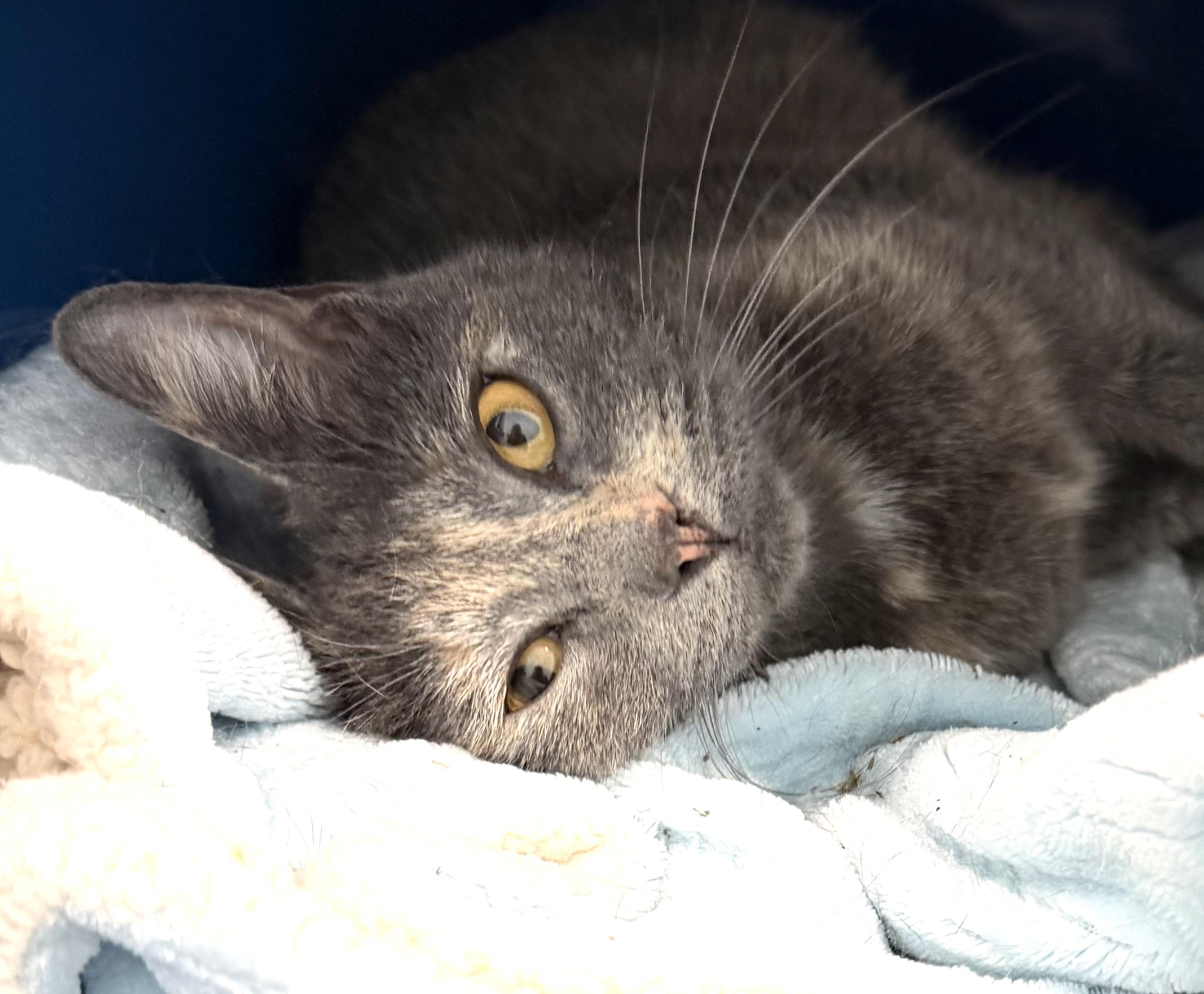 Gemini, adopted, Young Female Domestic Short Hair.