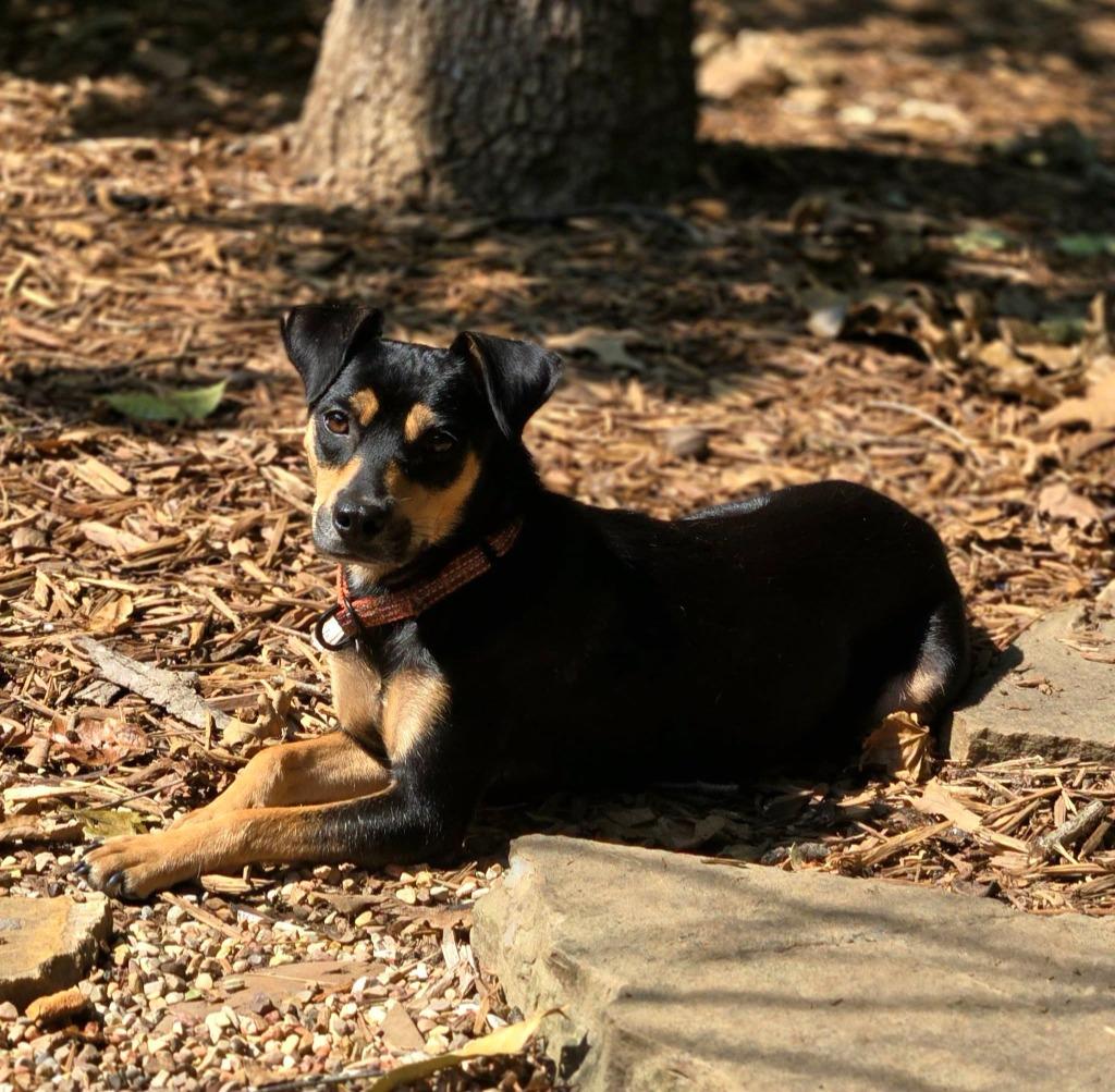 Windy, Adoptable, Young Female Terrier & Miniature Pinscher.