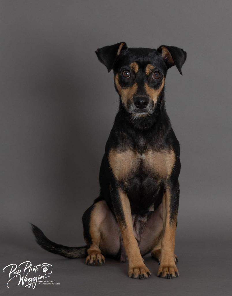 Enlarge Windy, a Adoptable mixed breed in Claremore, OK image 2/2