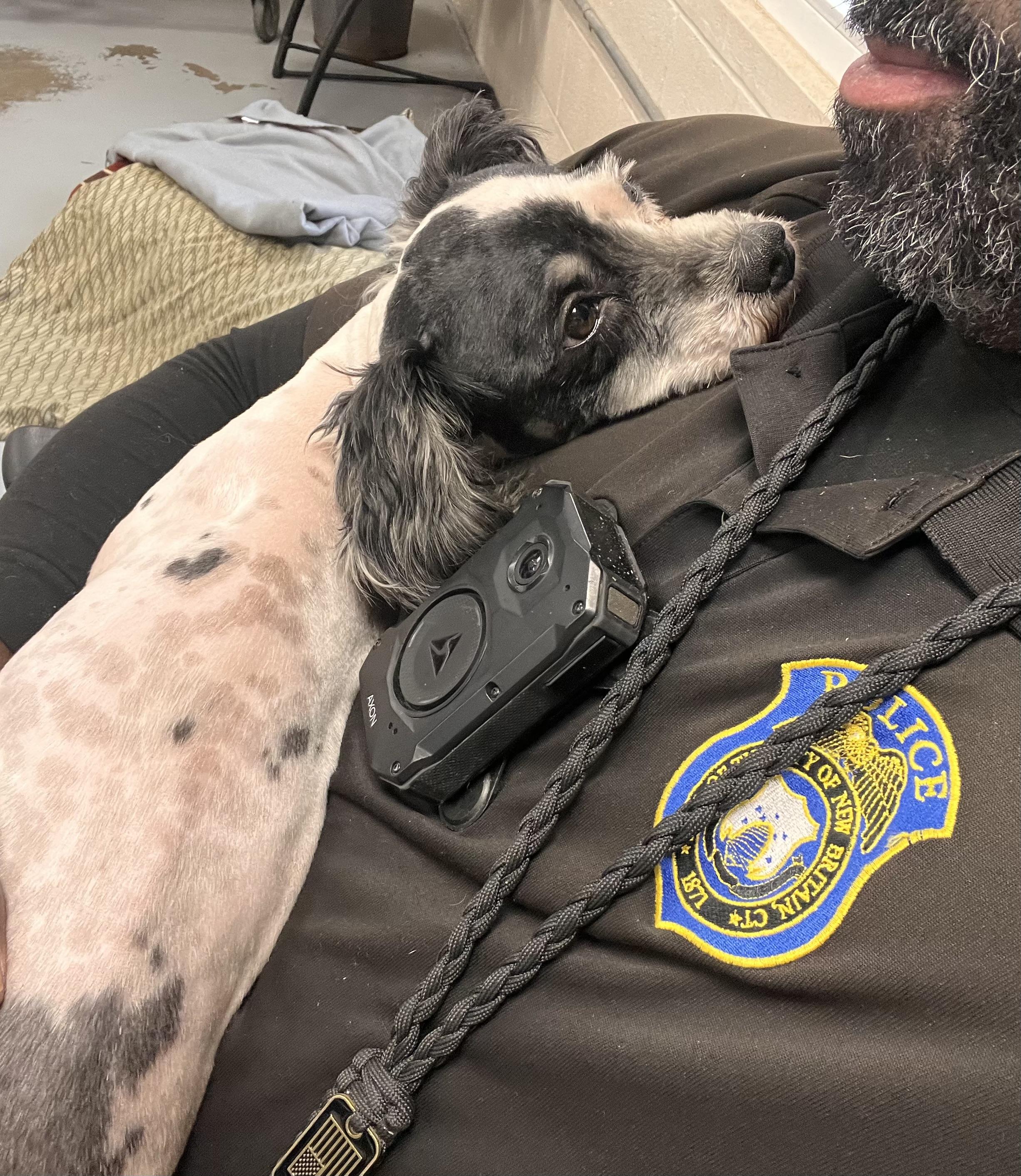 Baxter, Adopted, Young Male Irish Terrier.