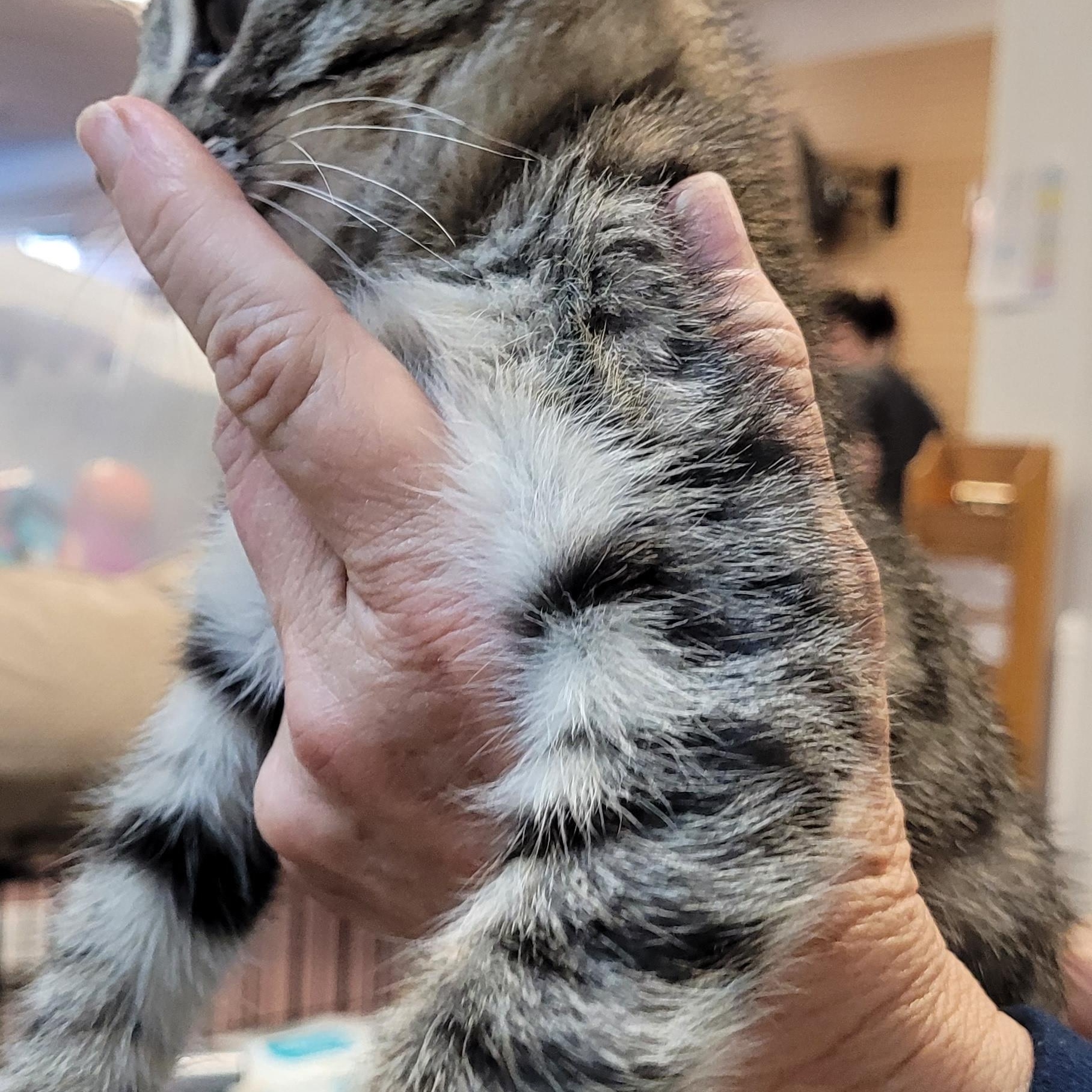 Enlarge Charlie, a Adopted mixed breed in Lawrenceville, GA image 2/3