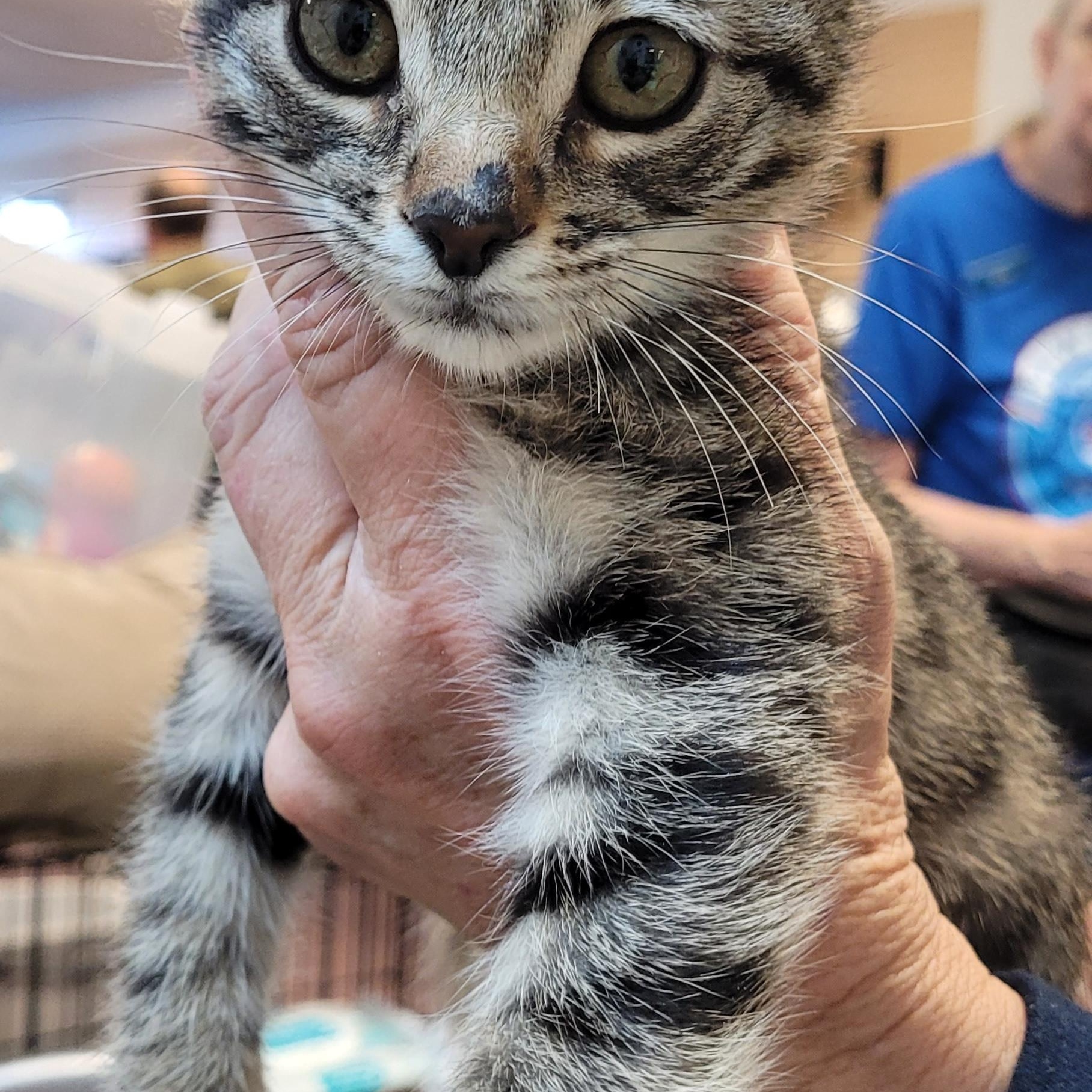 Enlarge Charlie, a Adopted mixed breed in Lawrenceville, GA image 1/3