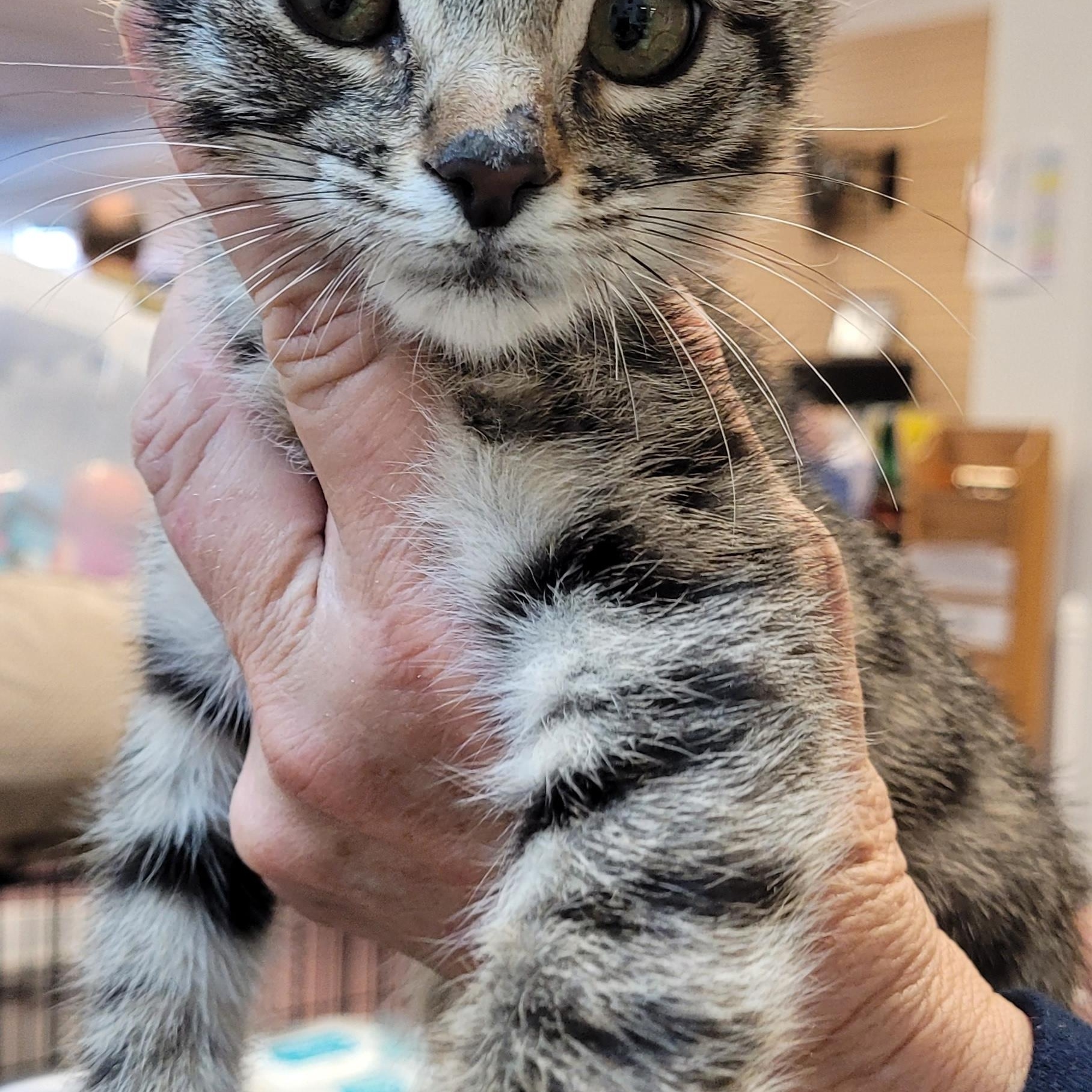 Enlarge Charlie, a Adopted mixed breed in Lawrenceville, GA image 3/3