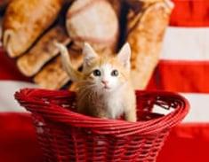 Olson, ADOPTABLE, Kitten Male Domestic Short Hair.