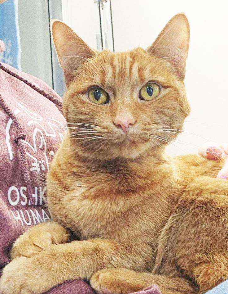 Cece - fun-loving sweet girl!, a Adoptable Domestic Short Hair in Oshkosh, WI image 1/6