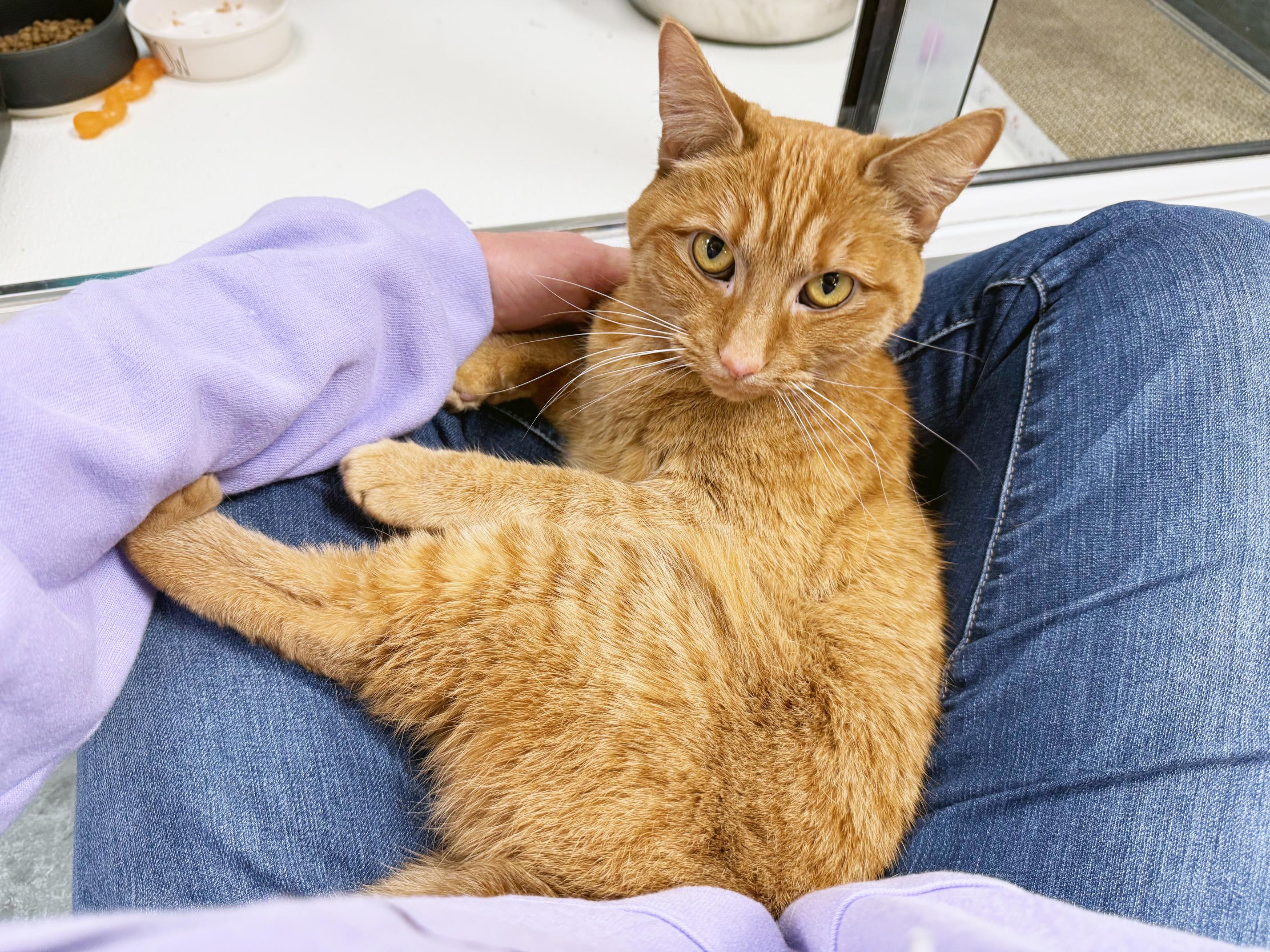 Cece - fun-loving sweet girl!, a Adoptable Domestic Short Hair in Oshkosh, WI image 2/6