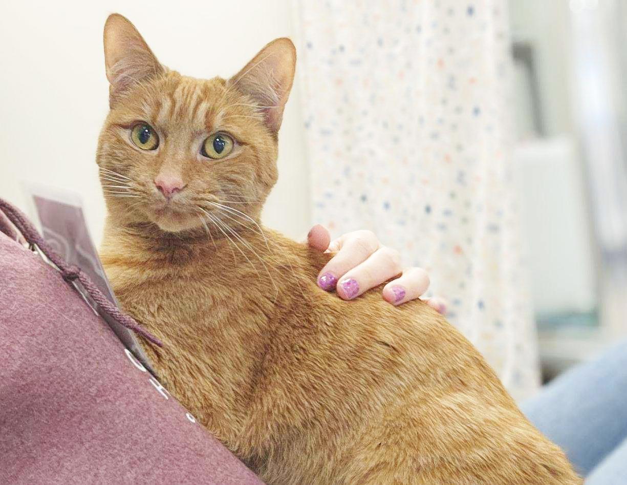 Cece - fun-loving sweet girl!, a Adoptable Domestic Short Hair in Oshkosh, WI image 4/6