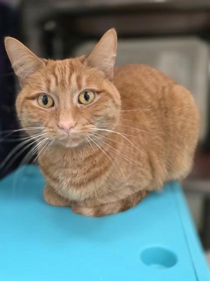 Cece - fun-loving sweet girl!, a Adoptable Domestic Short Hair in Oshkosh, WI image 5/6