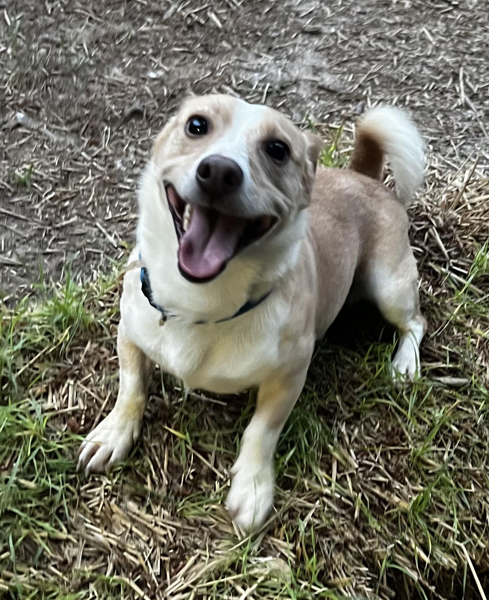Booker, Adopted, Adult Male Corgi.