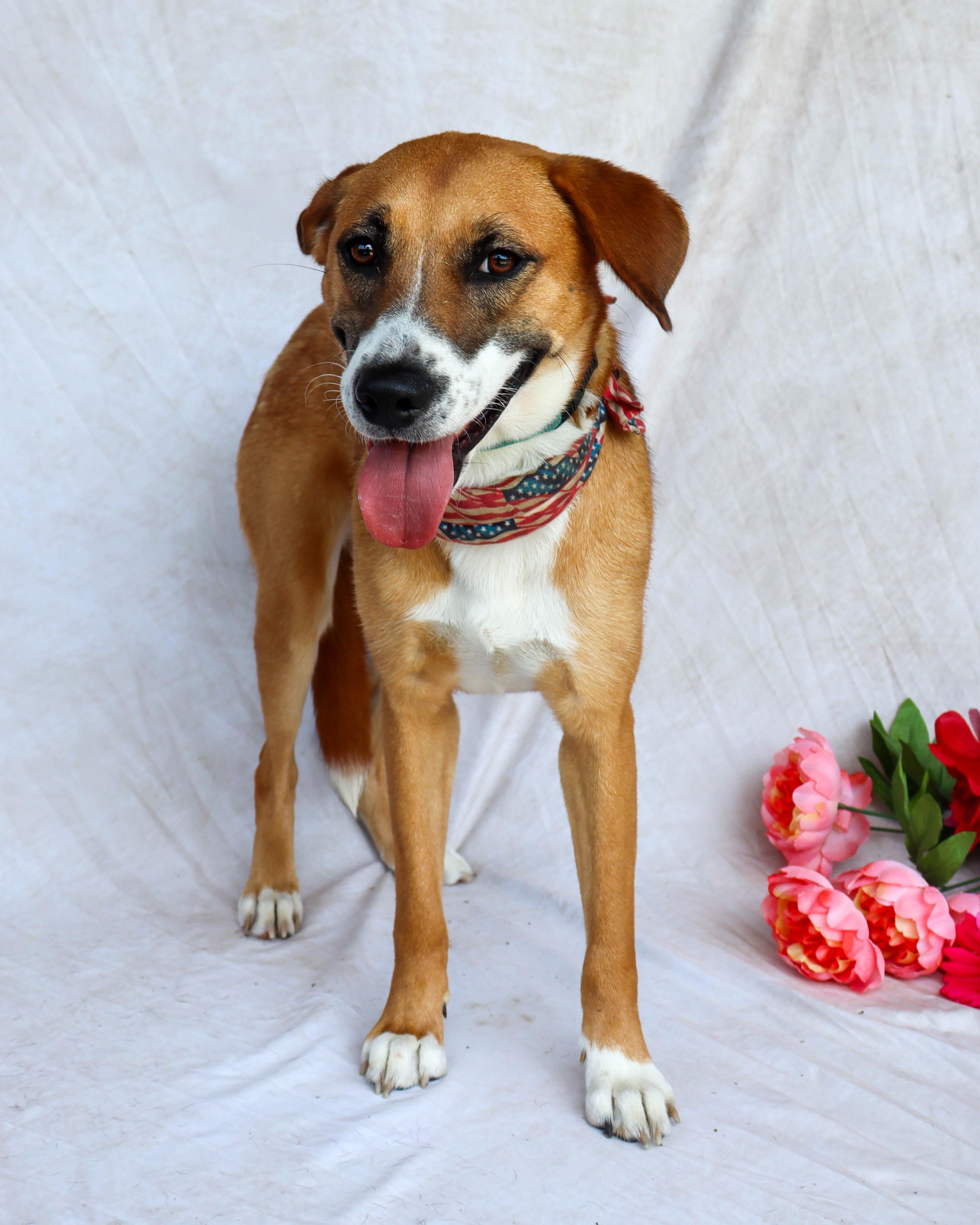 Enlarge Leia, a Adoptable mixed breed in Ocean Springs, MS image 4/6