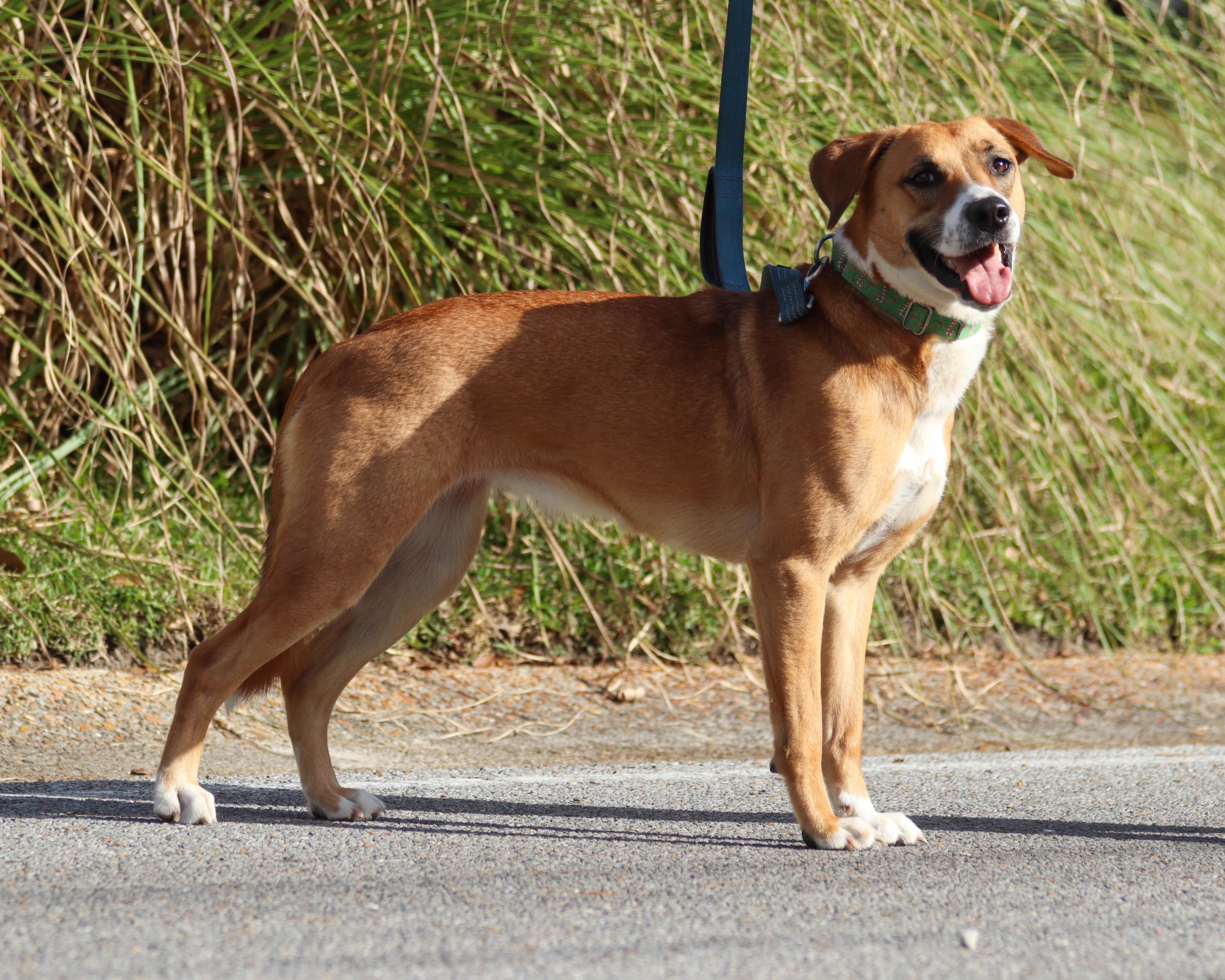 Enlarge Leia, a Adoptable mixed breed in Ocean Springs, MS image 4/6