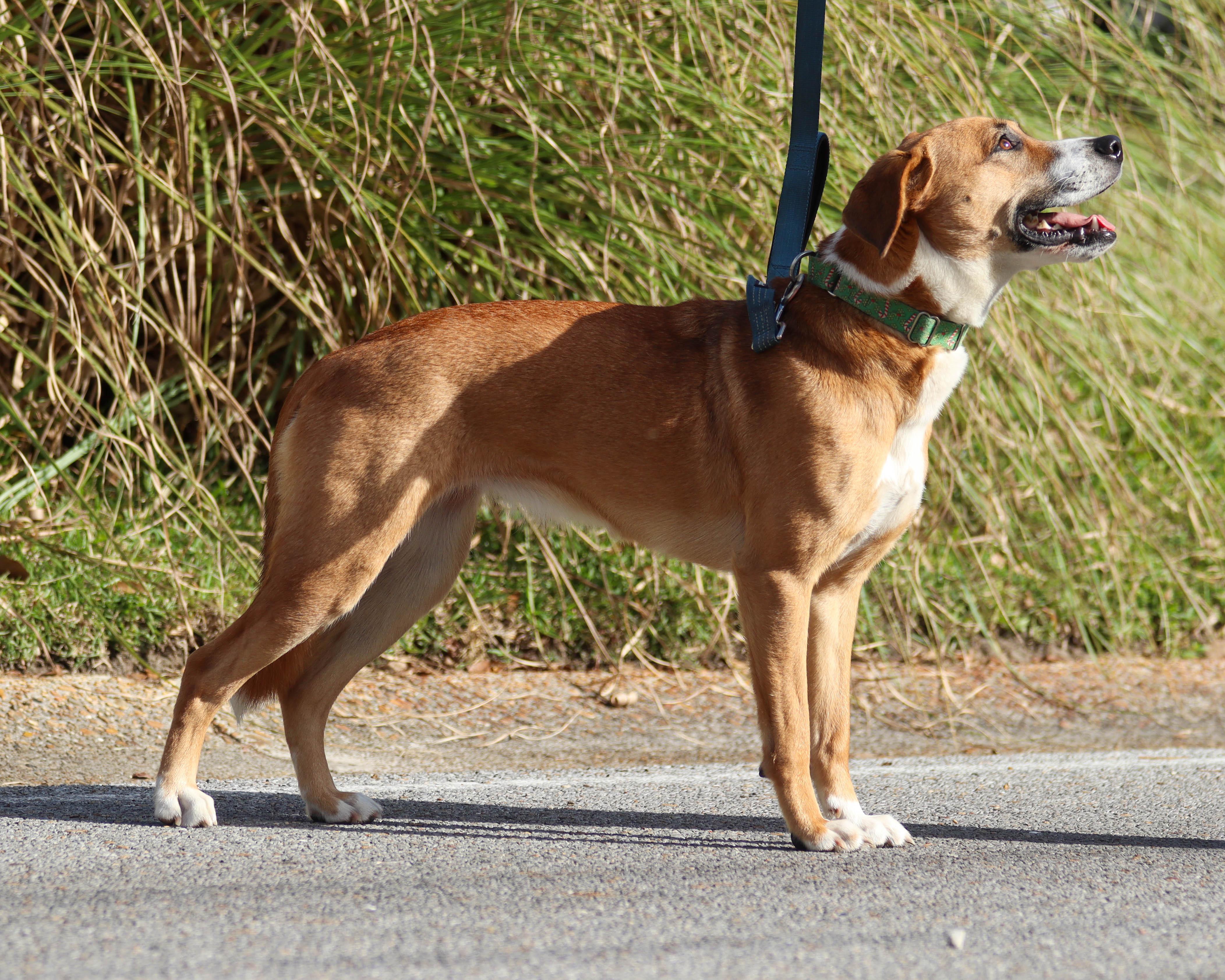 Enlarge Leia, a Adoptable mixed breed in Ocean Springs, MS image 5/6