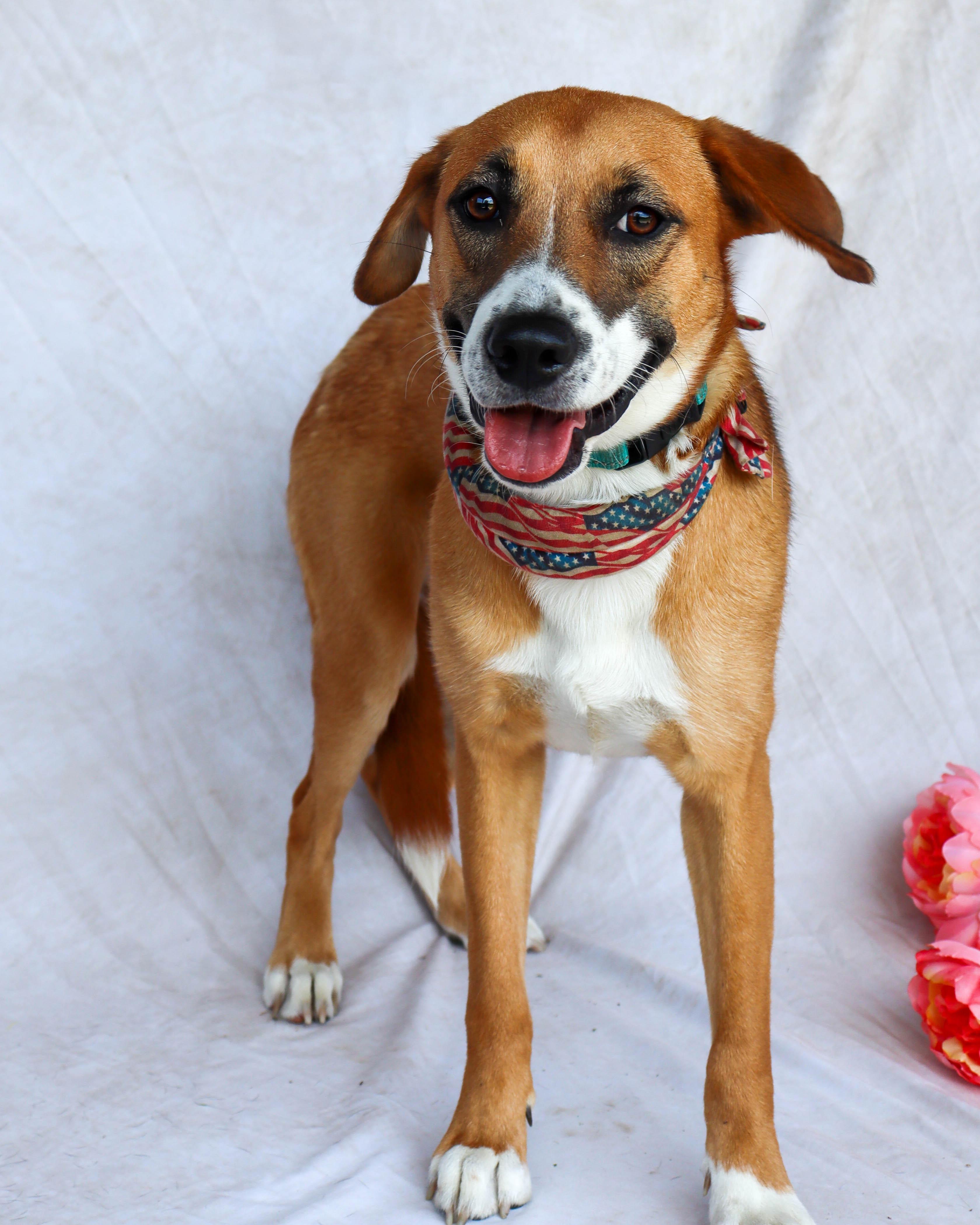 Enlarge Leia, a Adoptable mixed breed in Ocean Springs, MS image 2/6