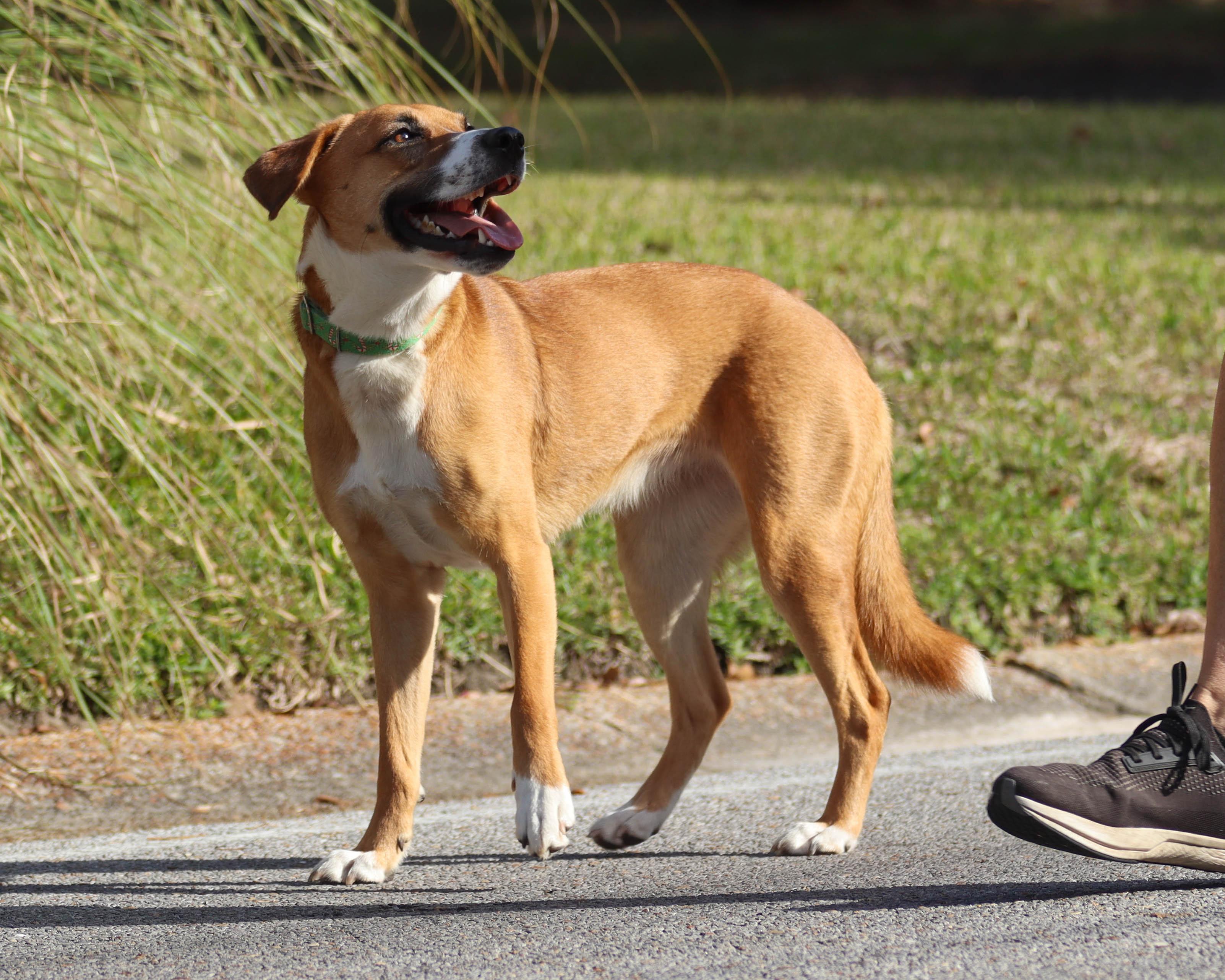 Enlarge Leia, a Adoptable mixed breed in Ocean Springs, MS image 3/6