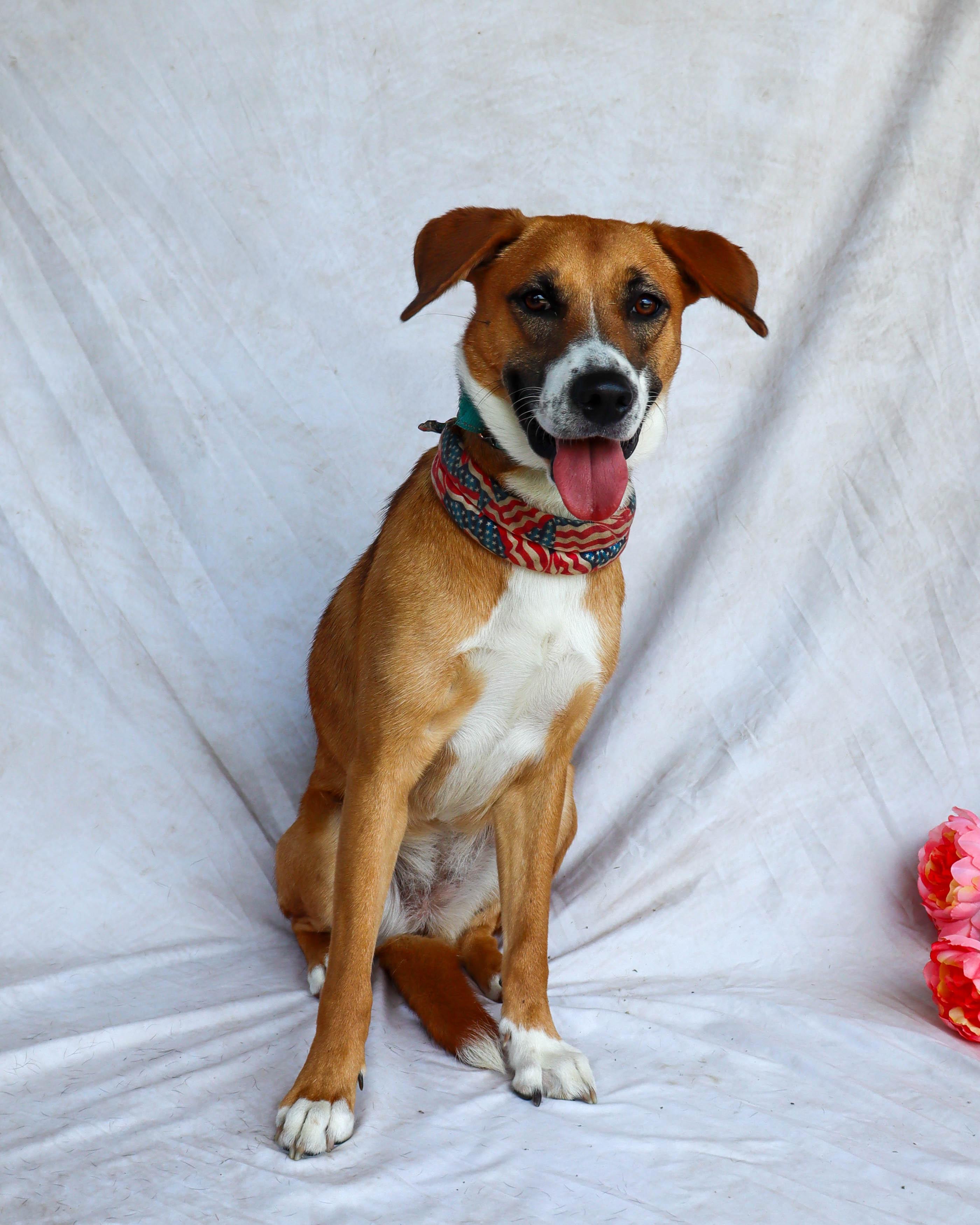 Enlarge Leia, a Adoptable mixed breed in Ocean Springs, MS image 1/6