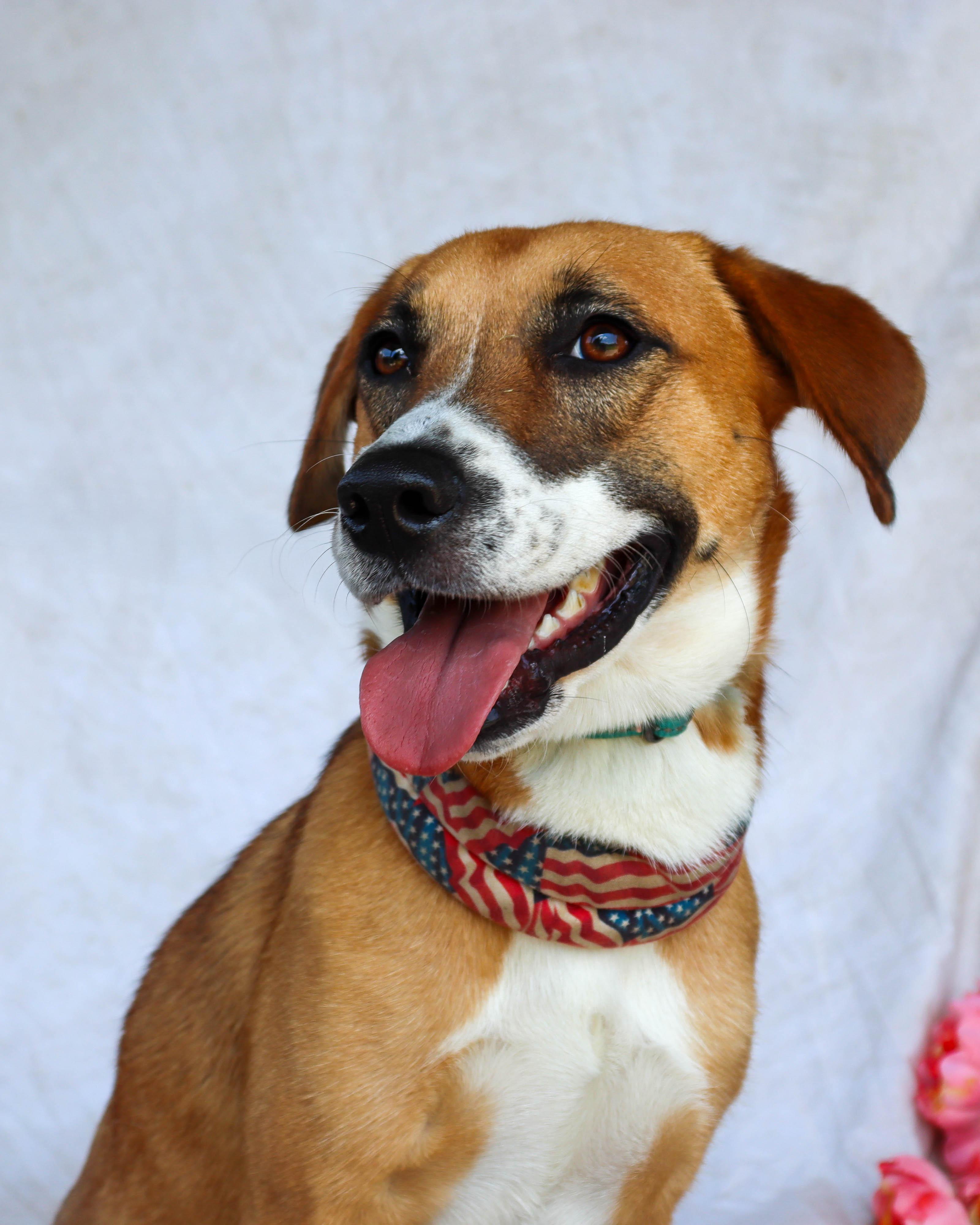 Enlarge Leia, a Adoptable mixed breed in Ocean Springs, MS image 3/6