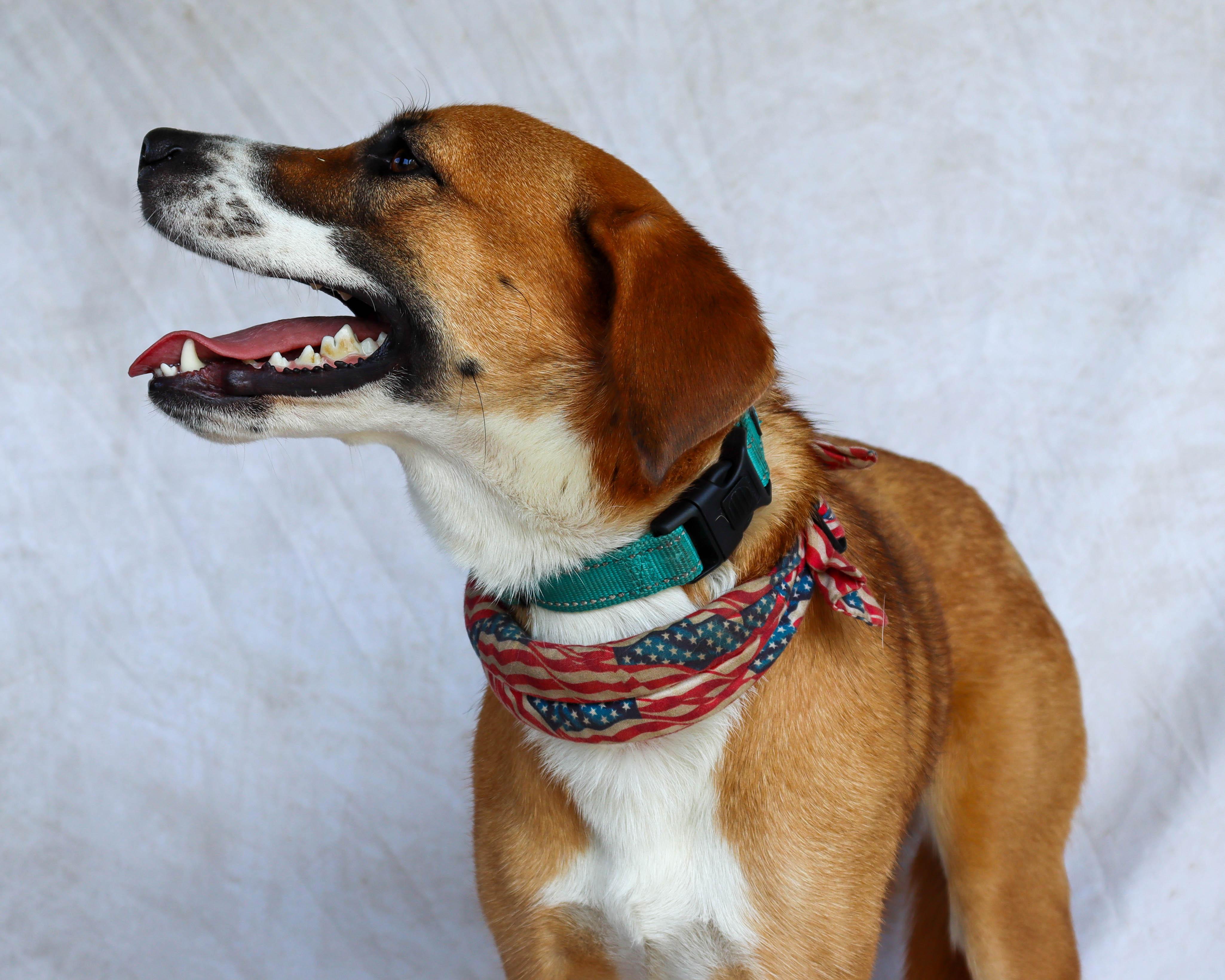 Enlarge Leia, a Adoptable mixed breed in Ocean Springs, MS image 5/6