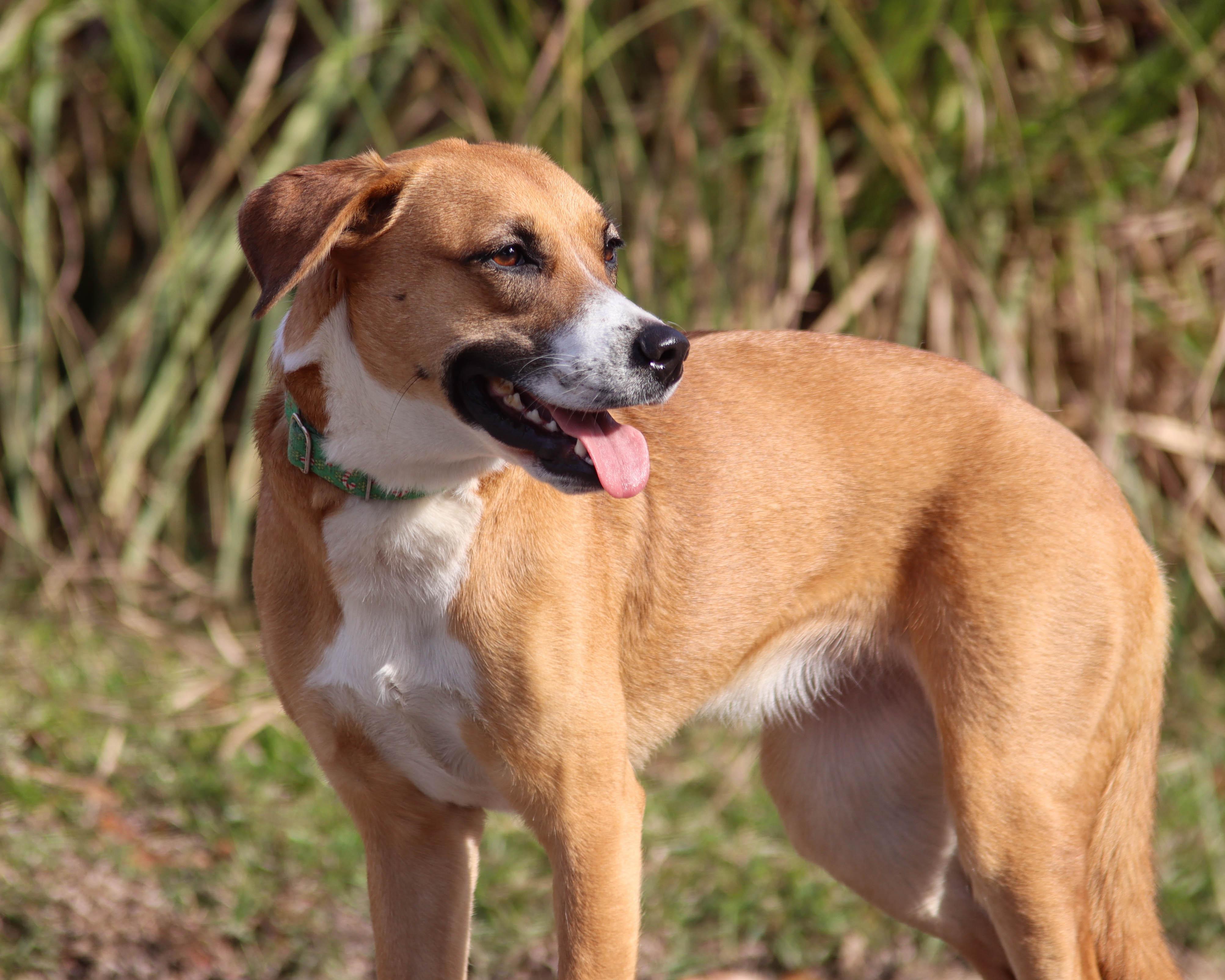 Enlarge Leia, a Adoptable mixed breed in Ocean Springs, MS image 2/6
