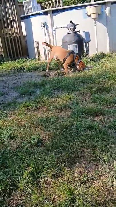 Enlarge Leia, a Adoptable mixed breed in Ocean Springs, MS video 6/6