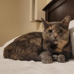 Enlarge Peaches, a ADOPTABLE Dilute Tortoiseshell in Annapolis, MD image 1/3