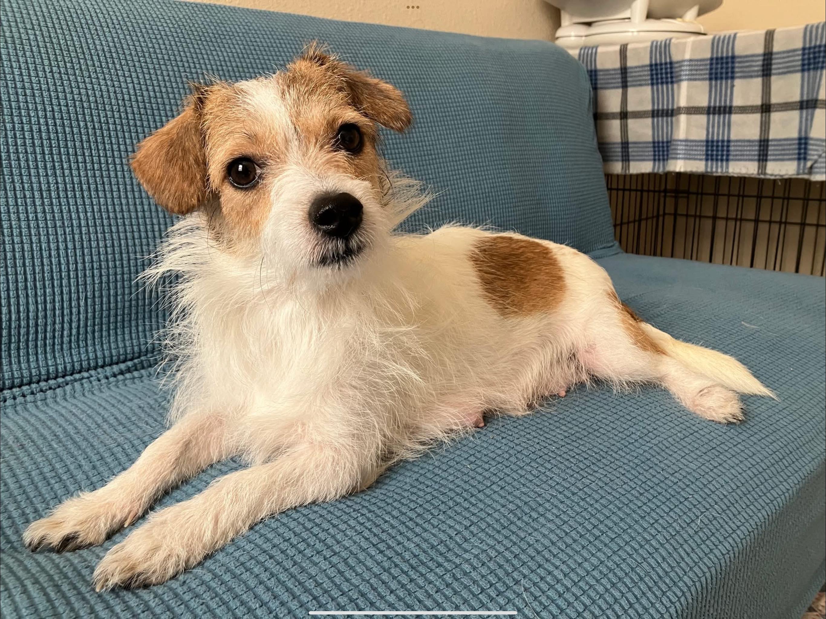 Olive, Adopted, Young Female Jack Russell Terrier.
