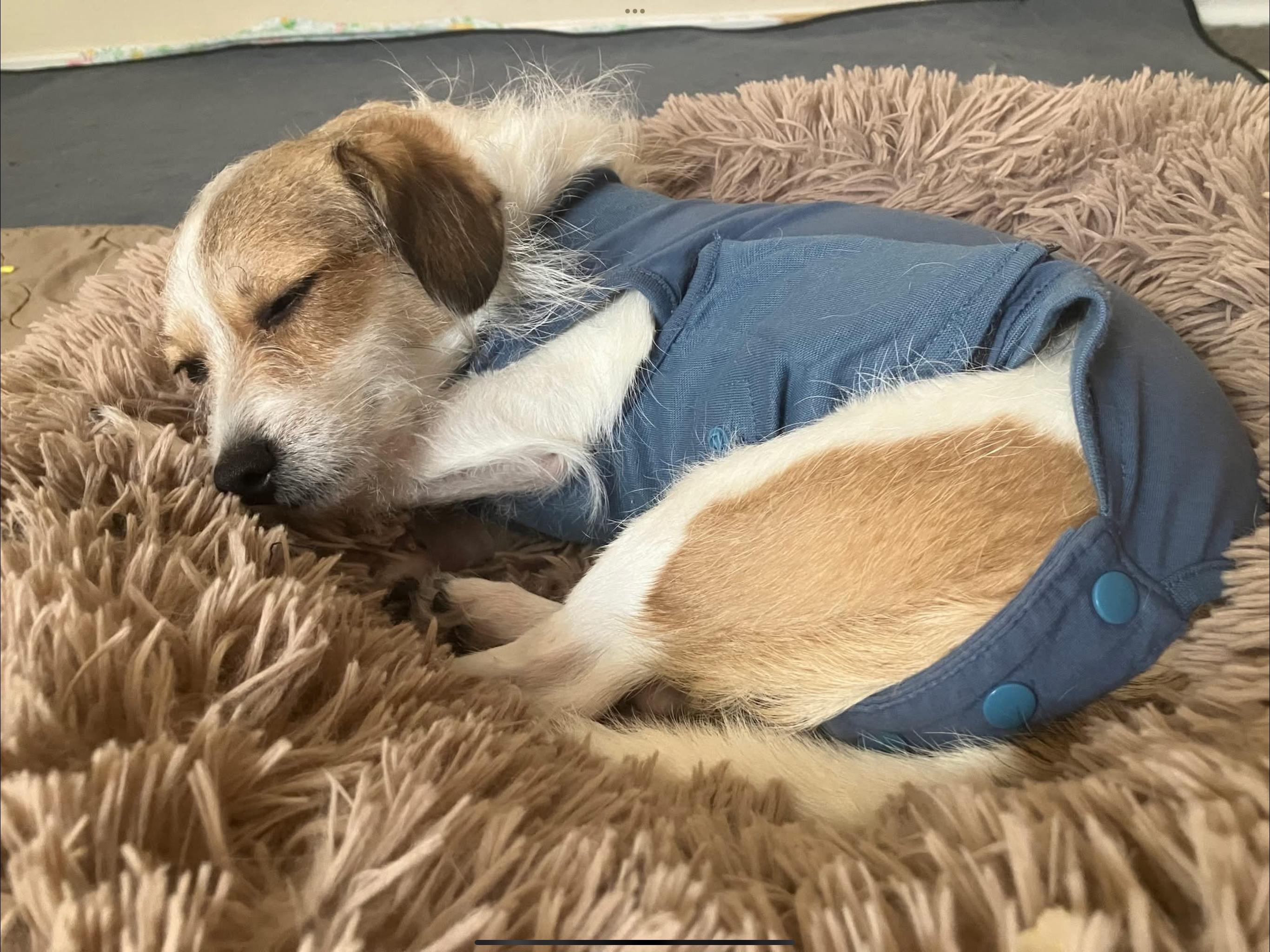 Enlarge Olive, a Adopted mixed breed in Parma, OH image 3/6