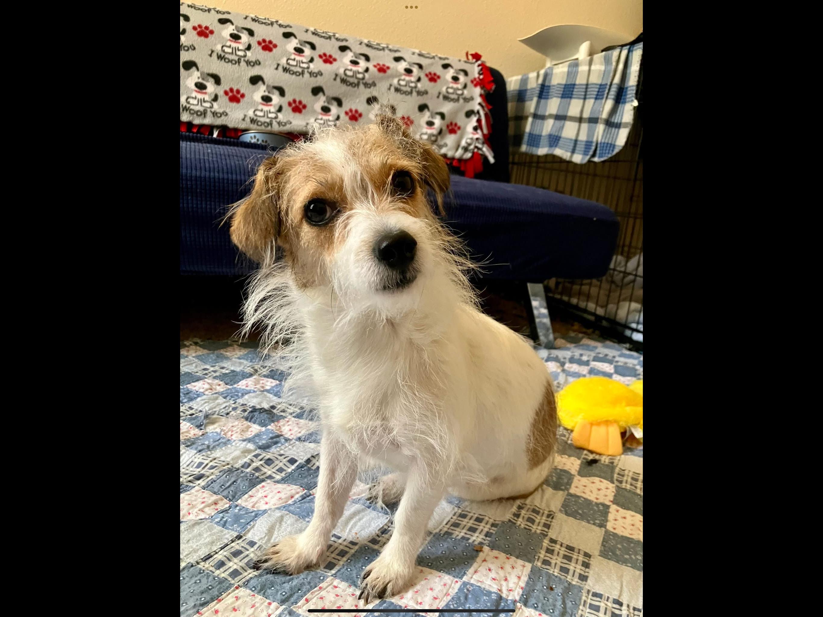 Enlarge Olive, a Adopted mixed breed in Parma, OH image 4/6