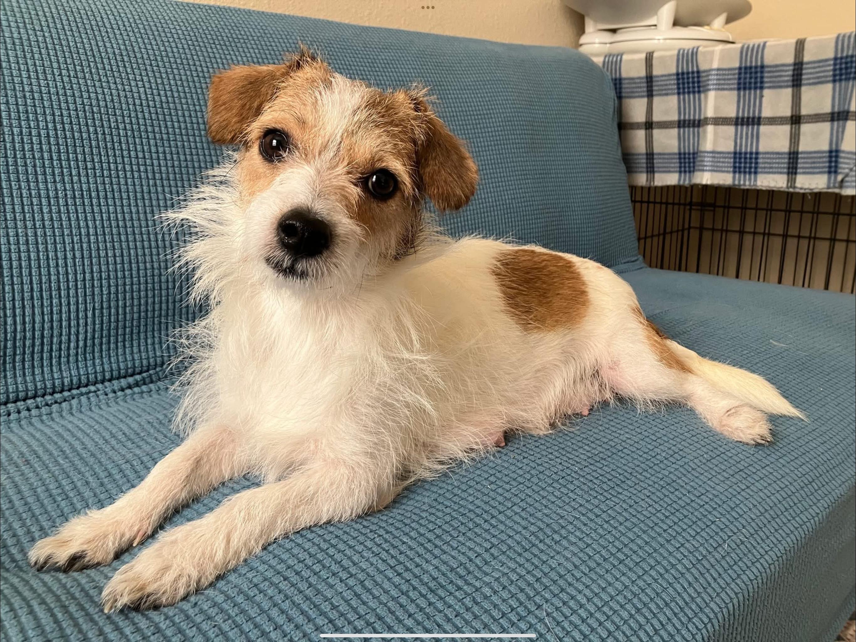 Enlarge Olive, a Adopted mixed breed in Parma, OH image 5/6