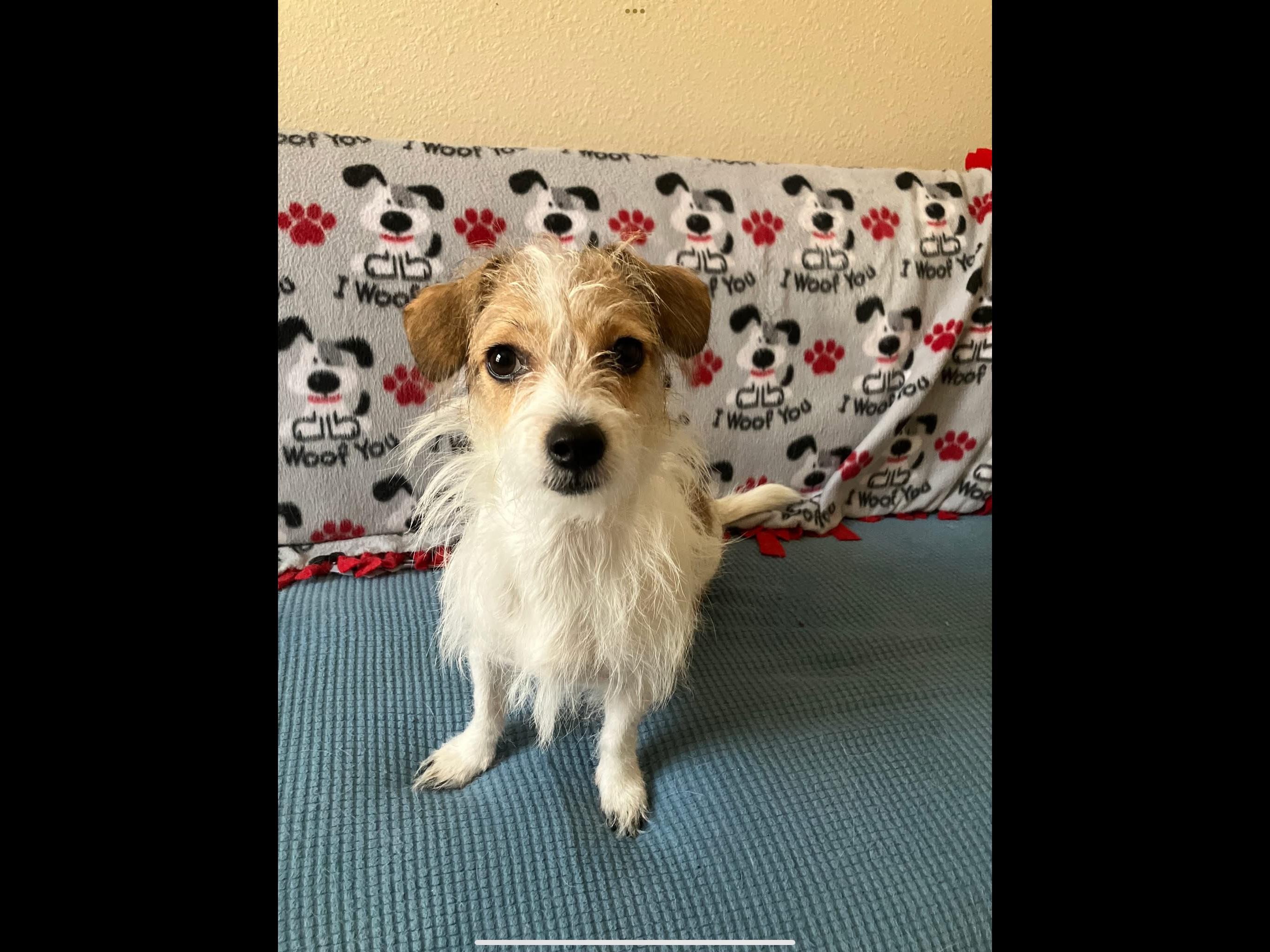 Enlarge Olive, a Adopted mixed breed in Parma, OH image 6/6