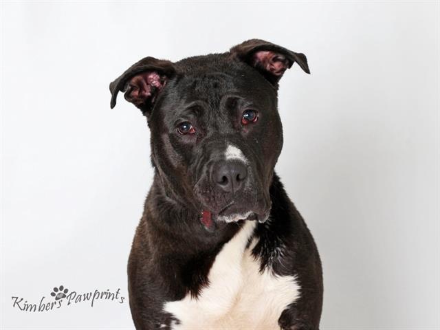 WYATT, Adoptable, Young Male Boxer & Mixed Breed.
