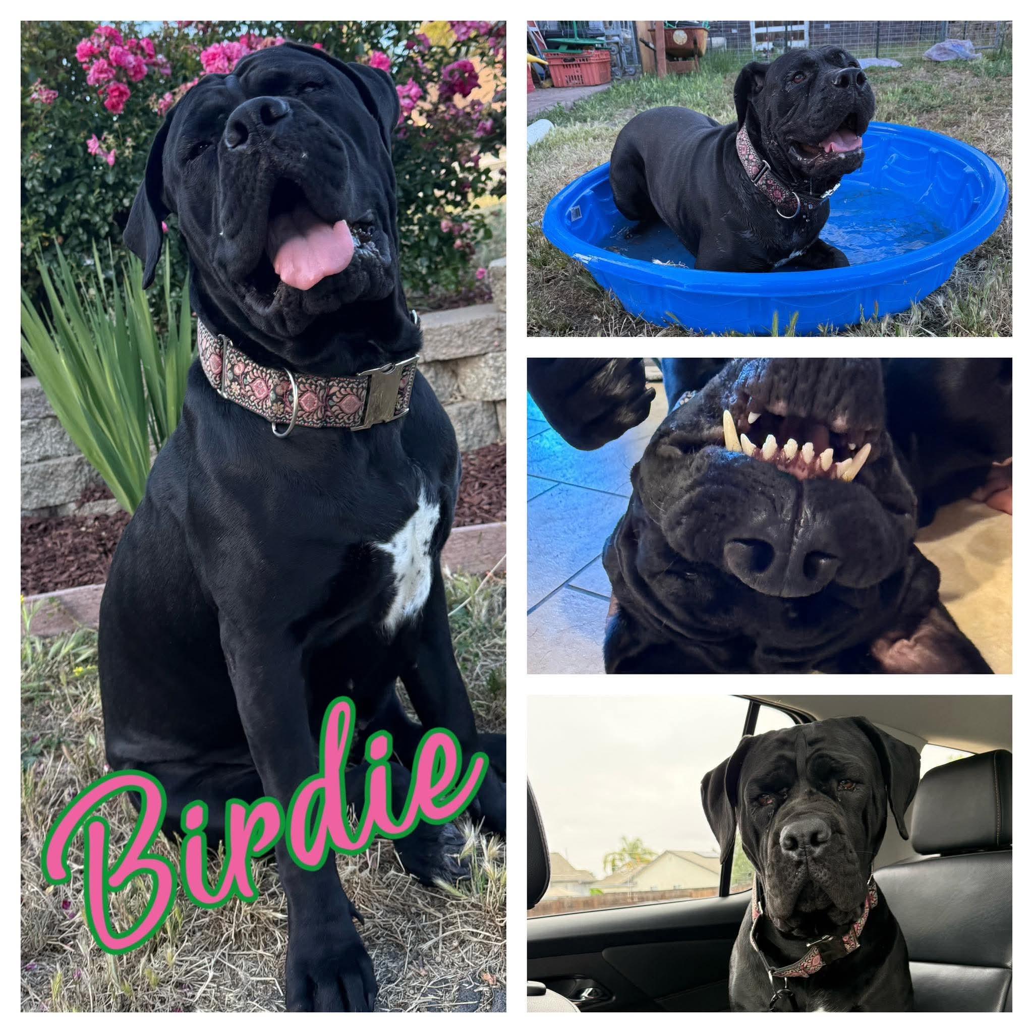 Birdie, ADOPTABLE, Adult Female Cane Corso.