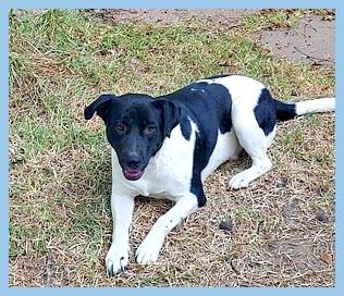 Sparky Gorgeous Pup lived with a Family and his brother Karma, Adopted, Young Male Black Labrador Retriever & English Pointer.