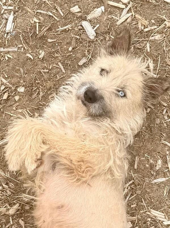 Lola, a Adoptable mixed breed in Windsor, CO image 2/6