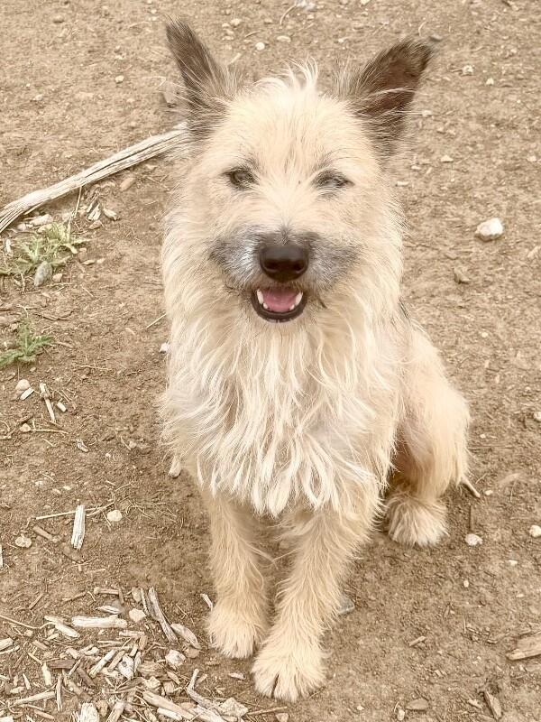 Lola, a Adoptable mixed breed in Windsor, CO image 3/6