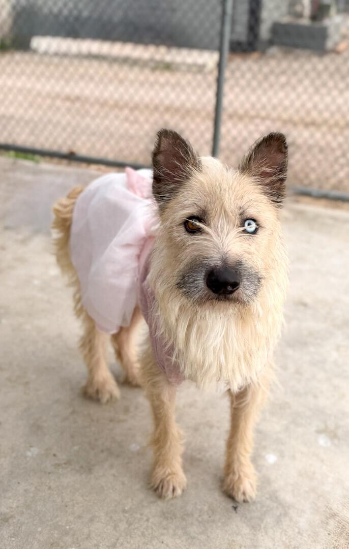 Lola, a Adoptable mixed breed in Windsor, CO image 4/6