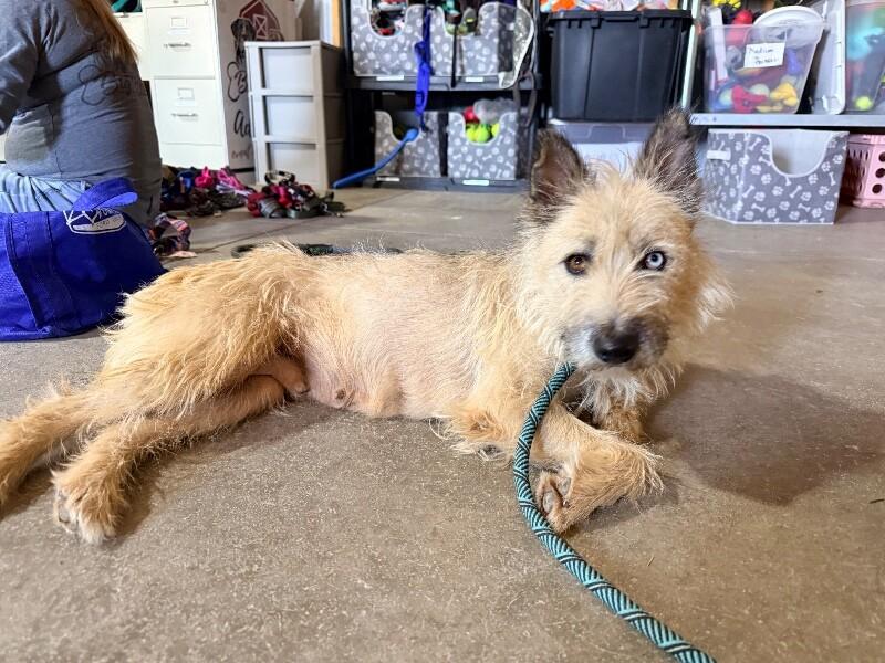Lola, a Adoptable mixed breed in Windsor, CO image 5/6